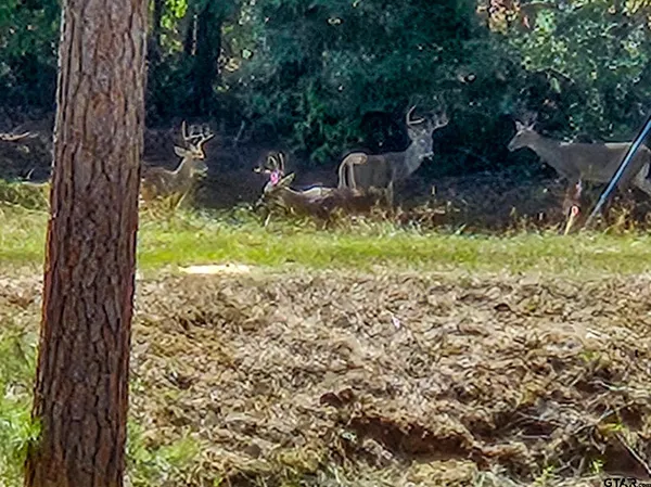 a view of a house with a yard and large trees