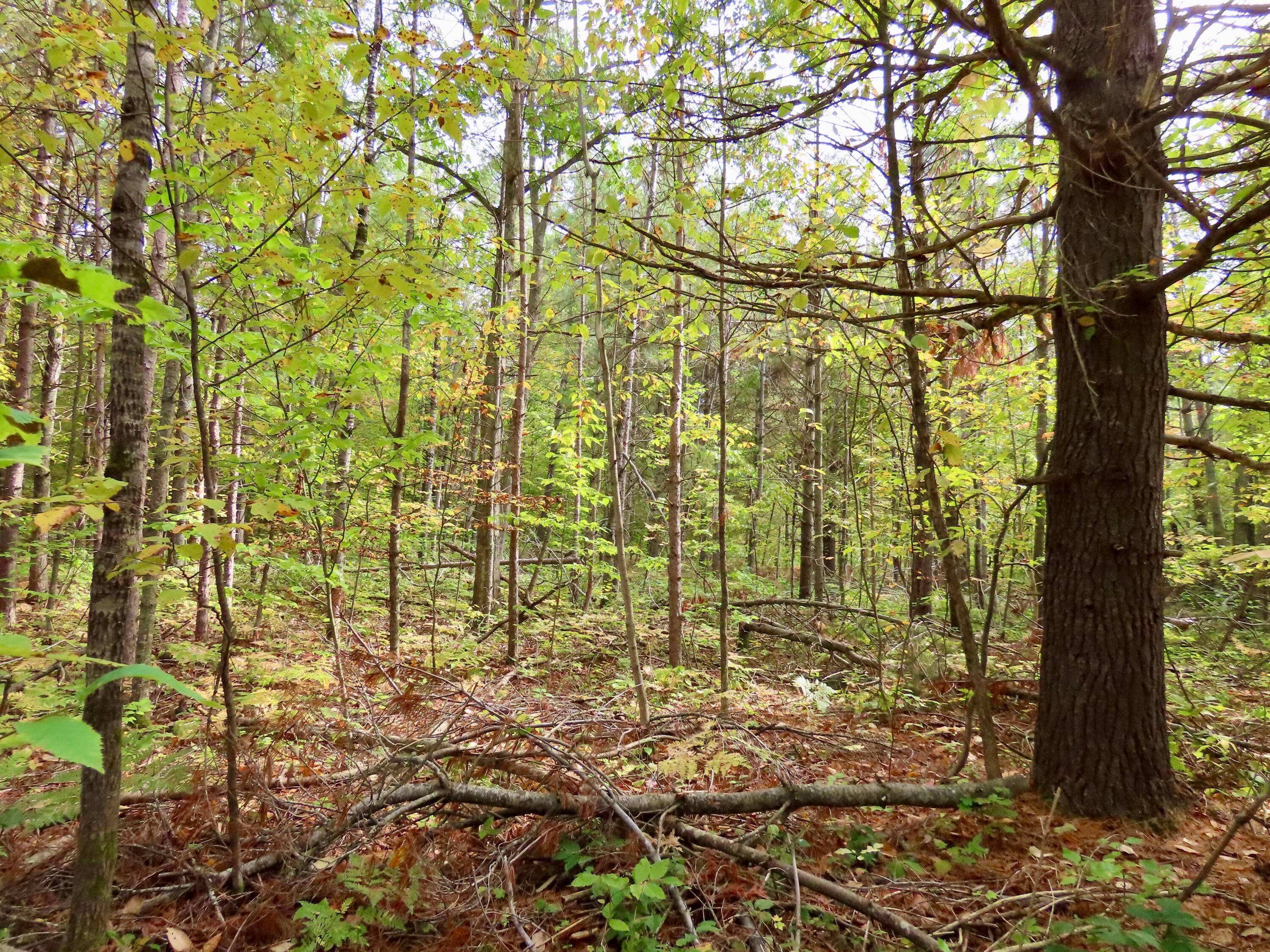 5351 Meaford Road Atlanta, MI 49709 - Photo 44 of 63 woods