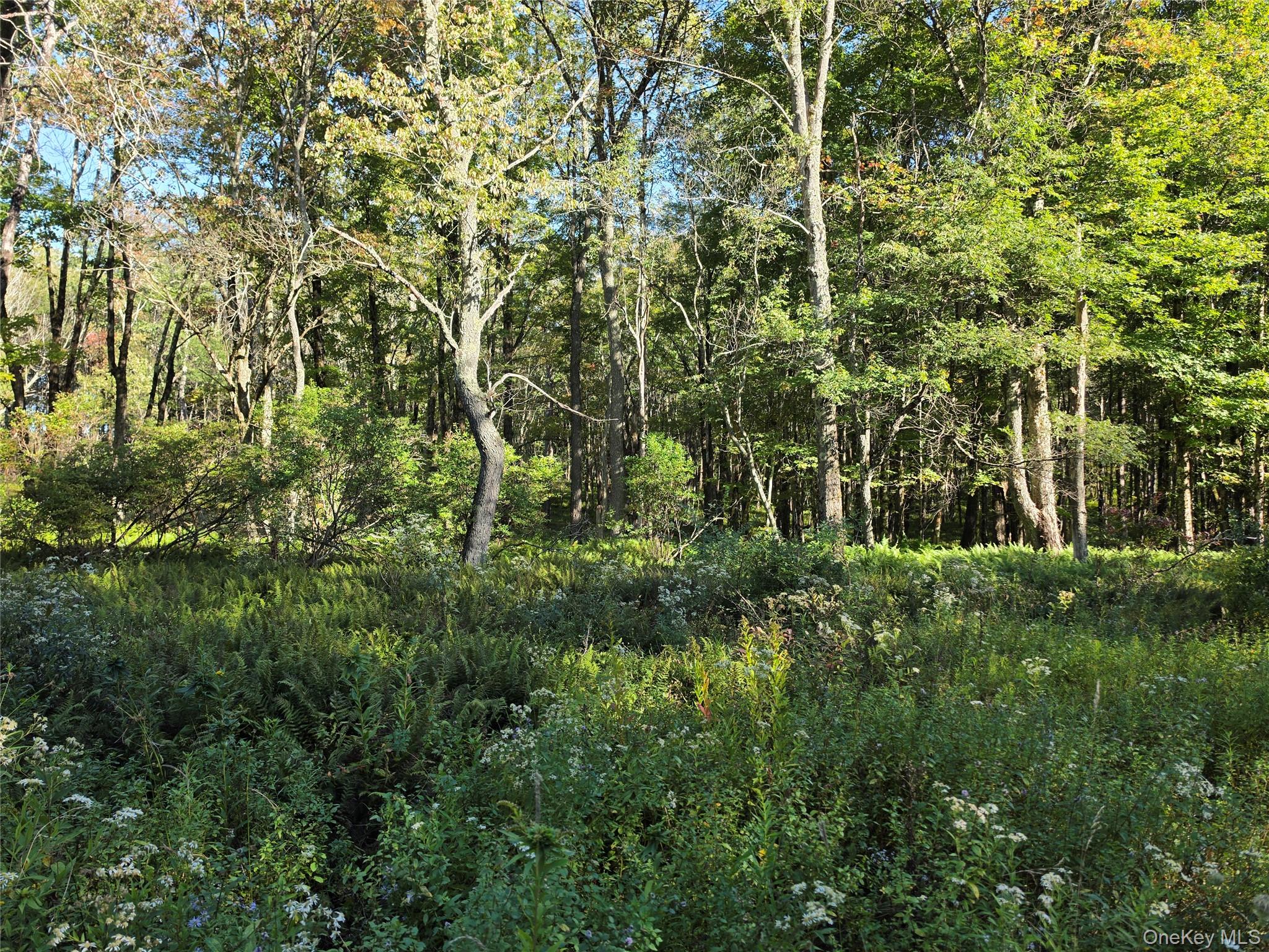 Tbd Lily Pond Road Parksville, NY 12768 - Photo 11 of 31 Gallery Image 11