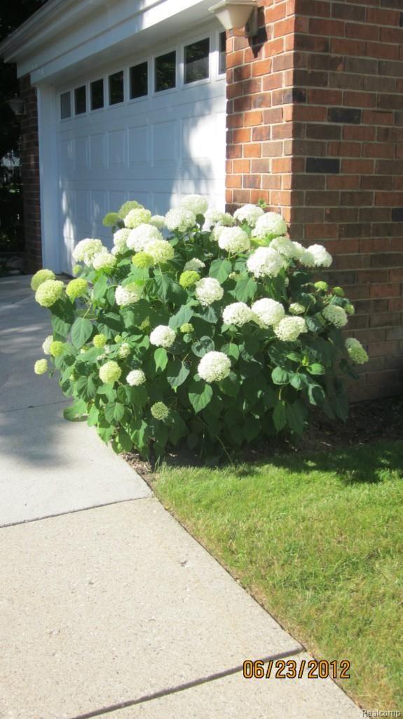 929 Hemlock Drive Rochester, MI 48307 - Photo 31 of 34 June 24 2012 019.jpg