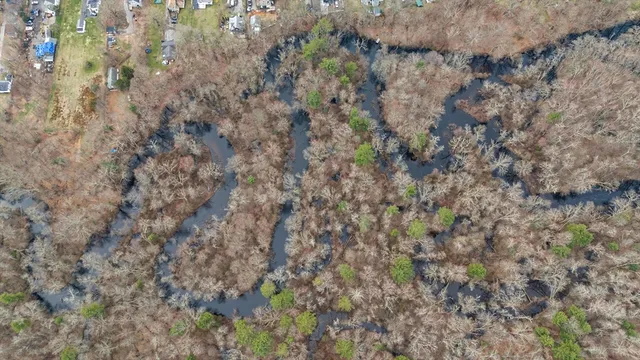 a close up of a plant