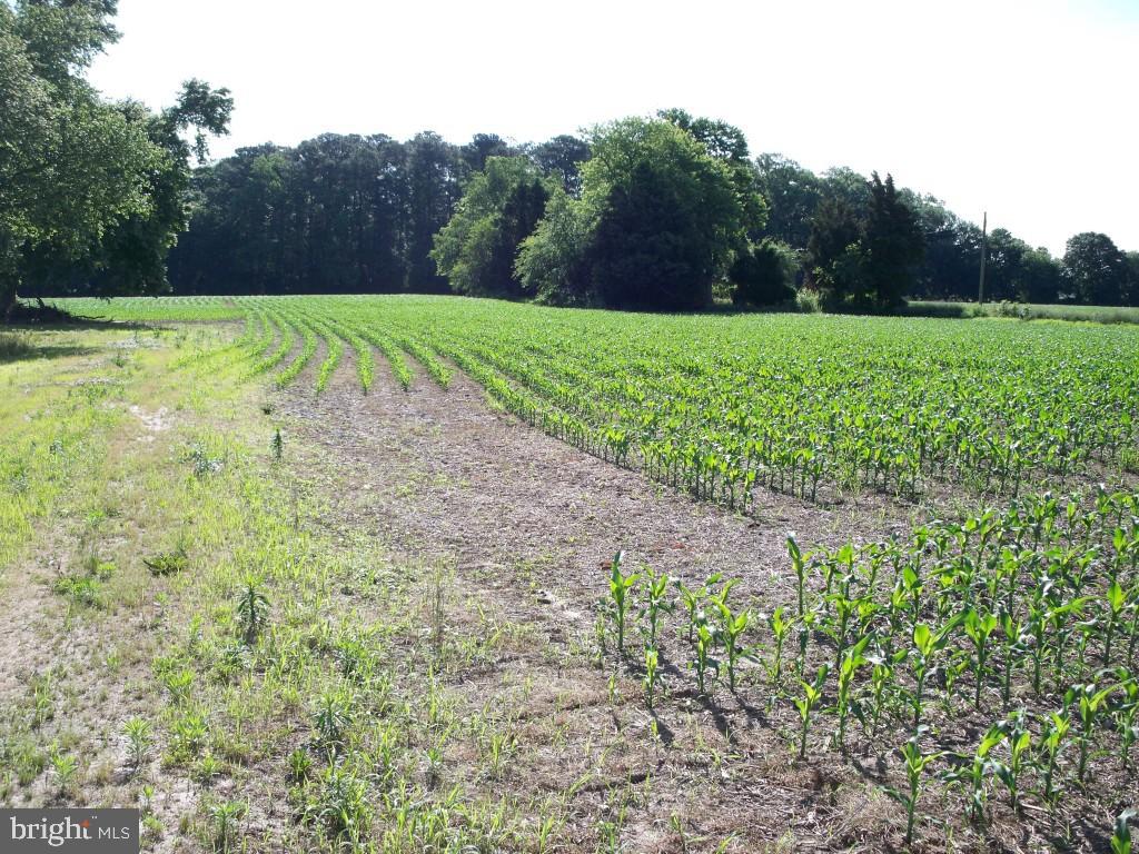 Friendship Road Berlin, MD 21811 - Photo 3 of 3 Gallery Image 3