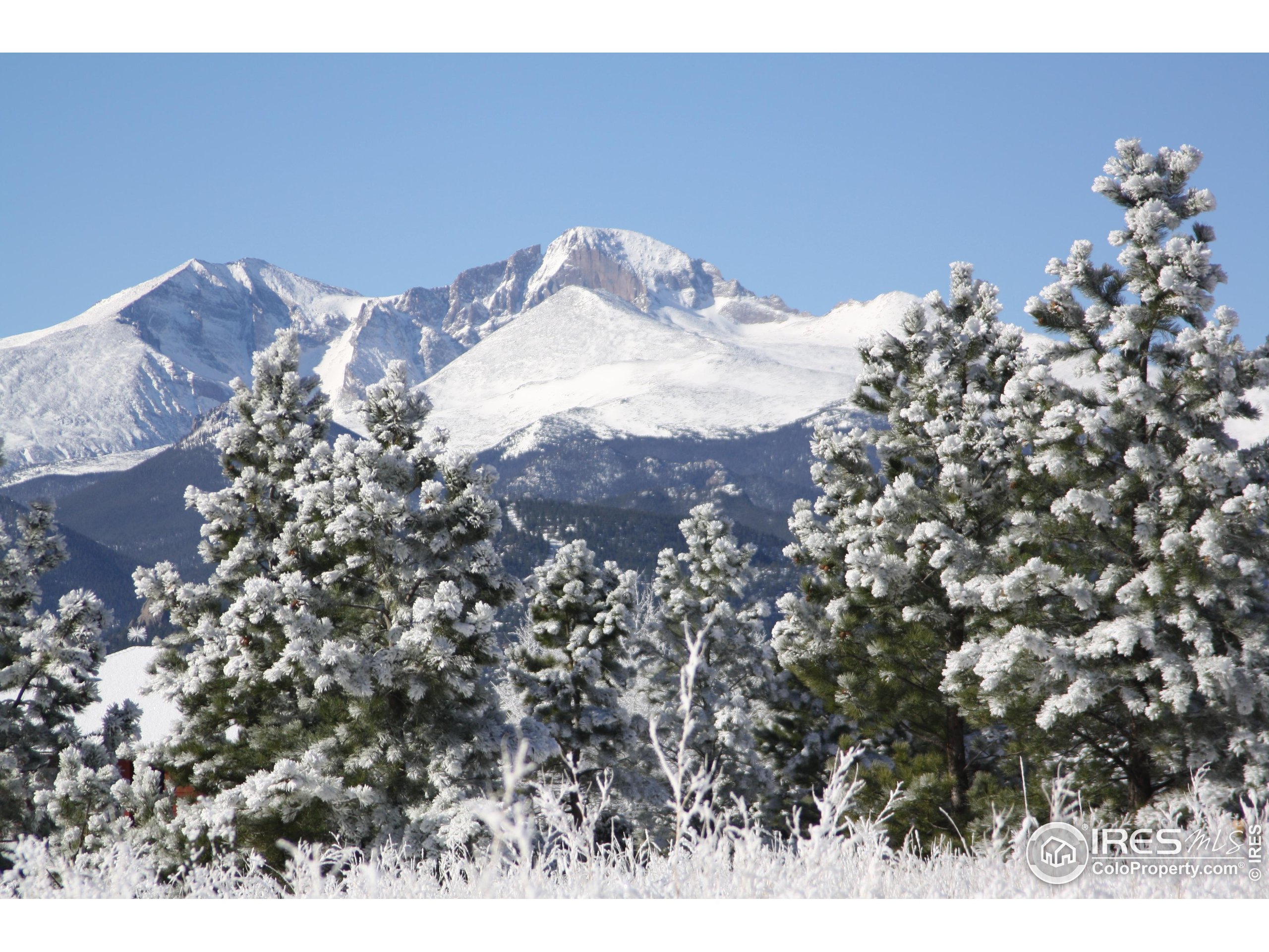 1565 Highway 66, Unit 46 Estes Park, CO 80517 - Photo 19 of 21 a view of a dry tree
