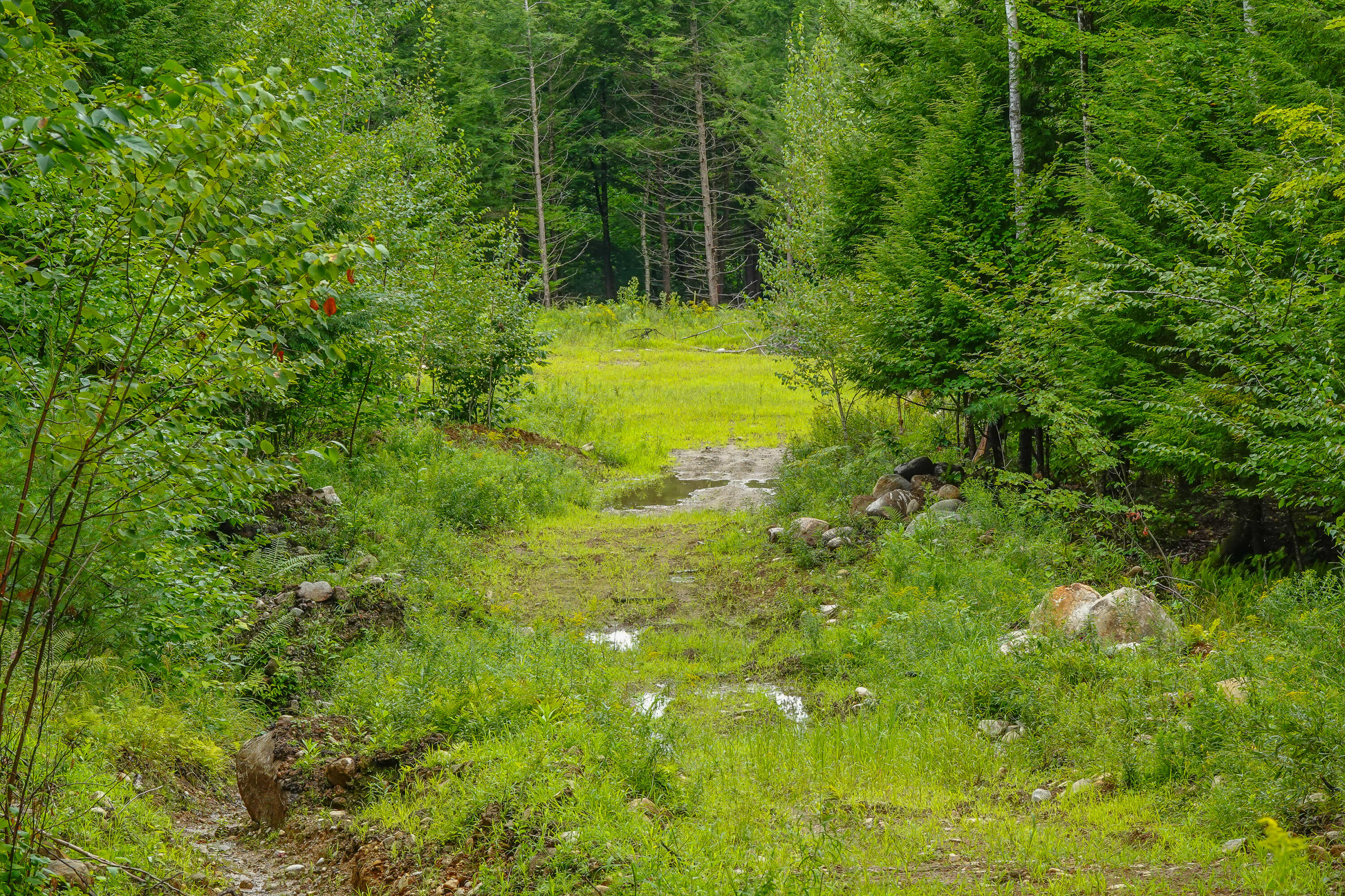 Lot 49 Tripptown Road Hiram, ME 04041 - Photo 4 of 19 tripptown road land-7