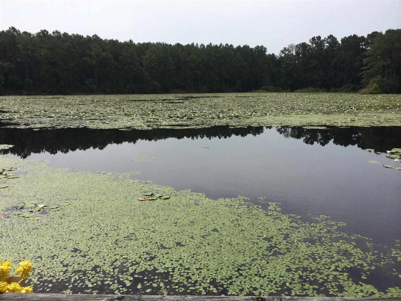 156 Lakeside Road Monticello, FL 32344 - Photo 5 of 18 Gallery Image 5