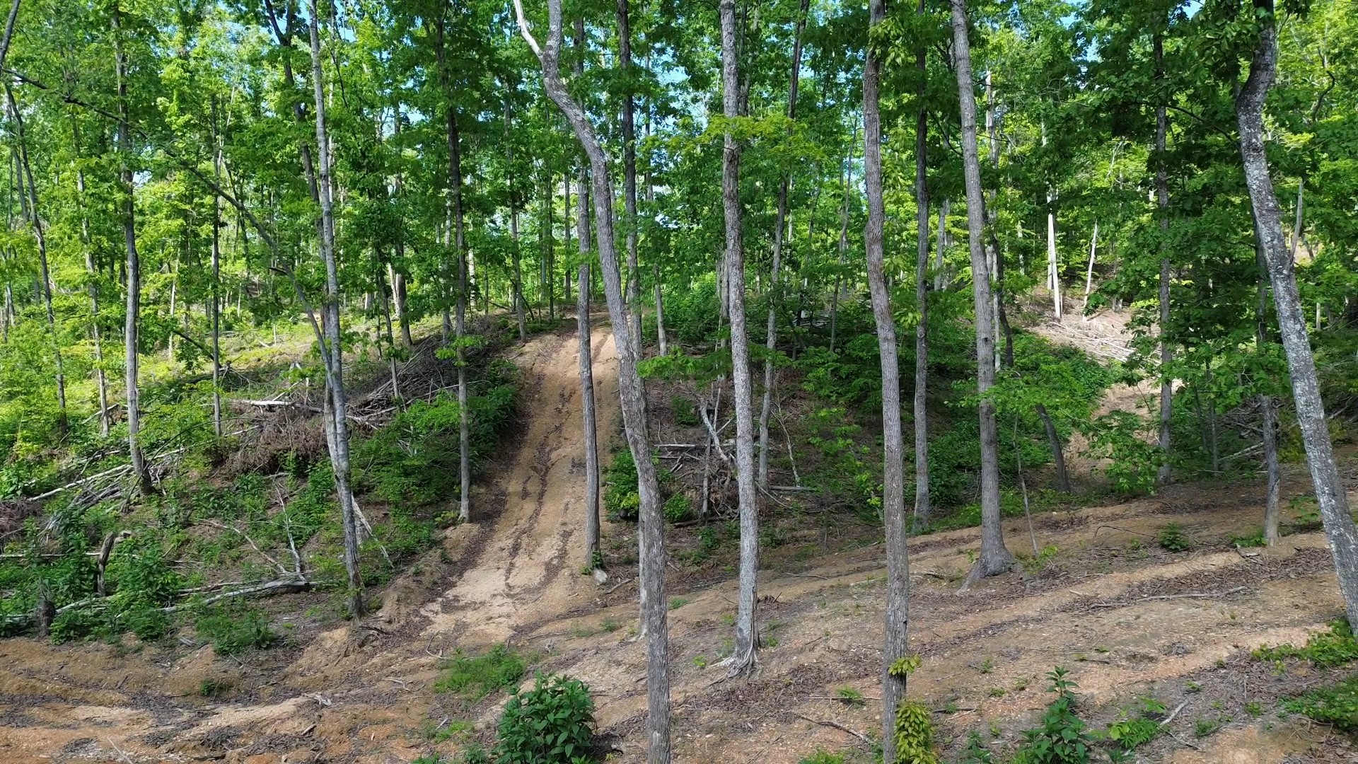 535 Highwater Road Waverly, TN 37185 - Photo 6 of 13 a view of a forest