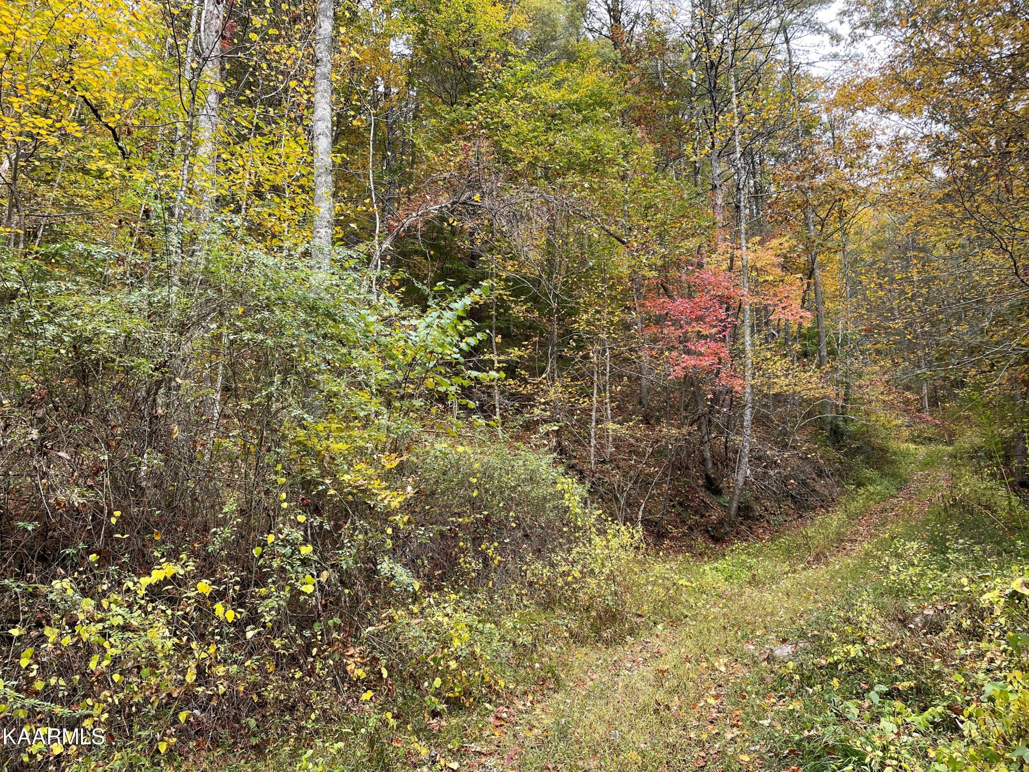 0 Grindstaff Road Hartford, TN 37753 - Photo 13 of 17 Gallery Image 13