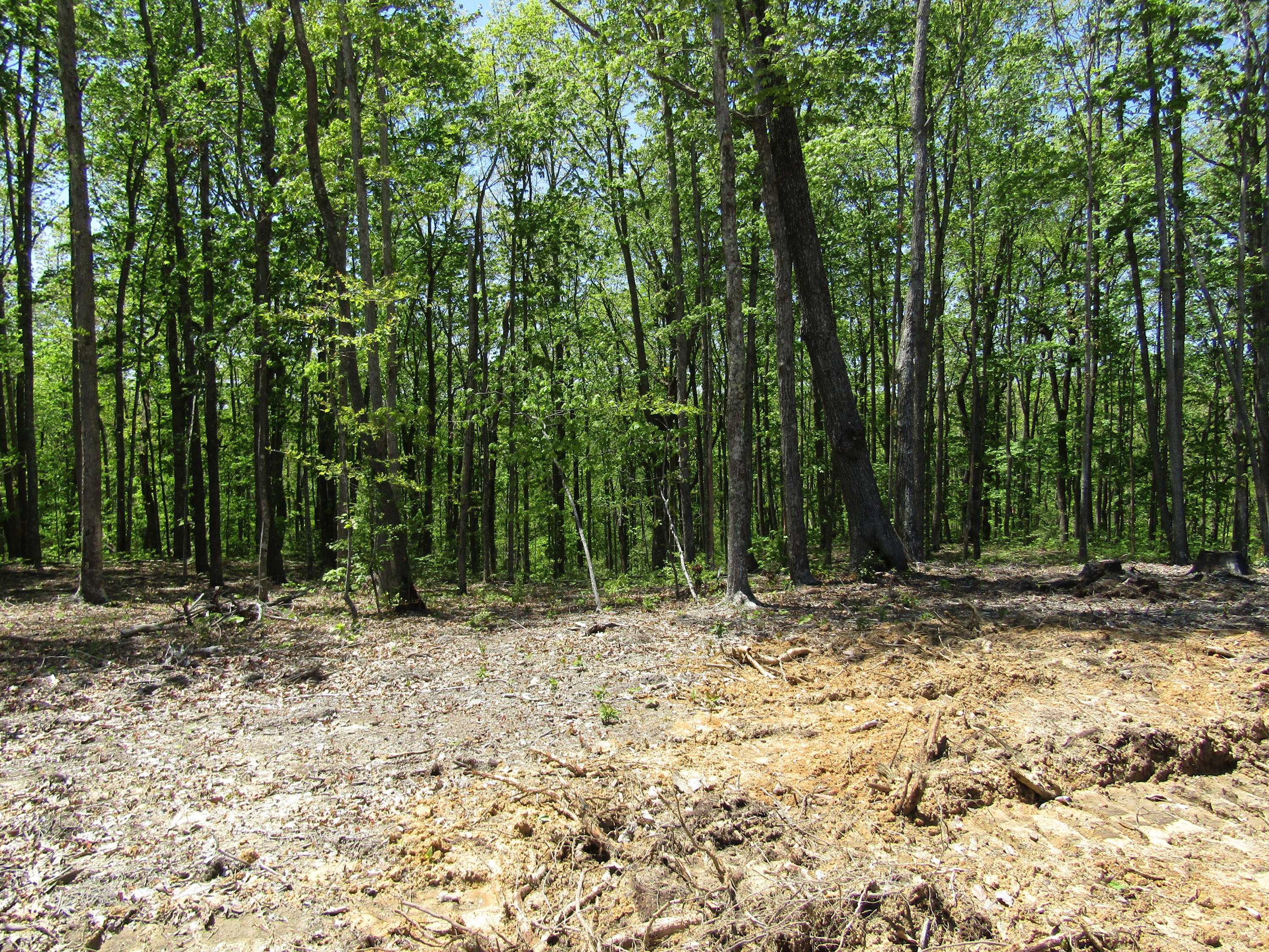 910 Milo Webb Road Crossville, TN 38572 - Photo 14 of 23 Clearing