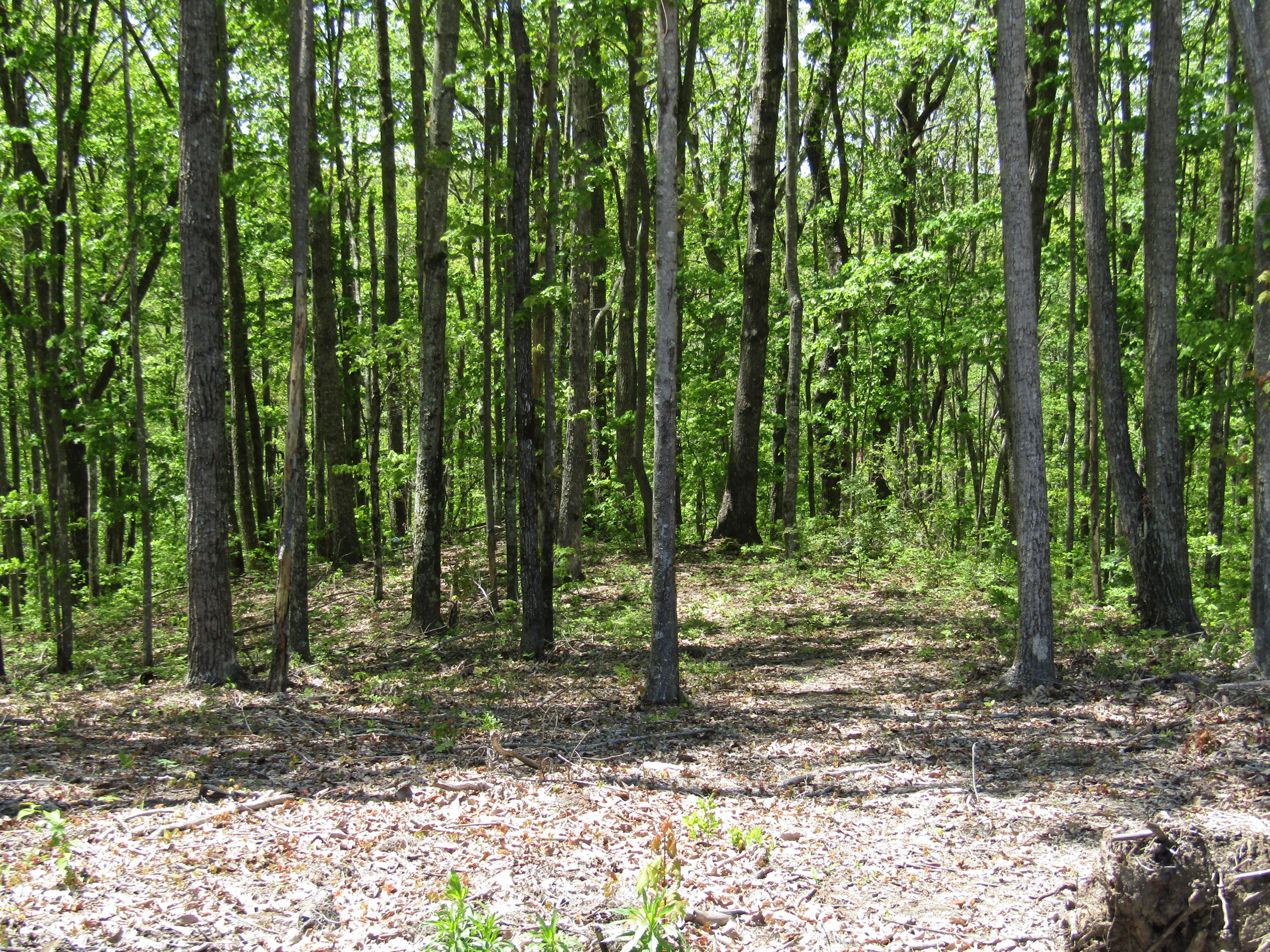910 Milo Webb Road Crossville, TN 38572 - Photo 15 of 23 Milo Webb