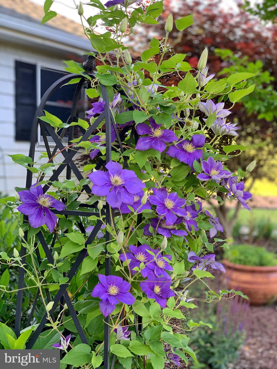 1436 Freeland Road Freeland, MD 21053 - Photo 40 of 49 Clematis in Front