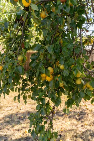 $98,000 | 205 South Main Street, Wheeler, TX 79096