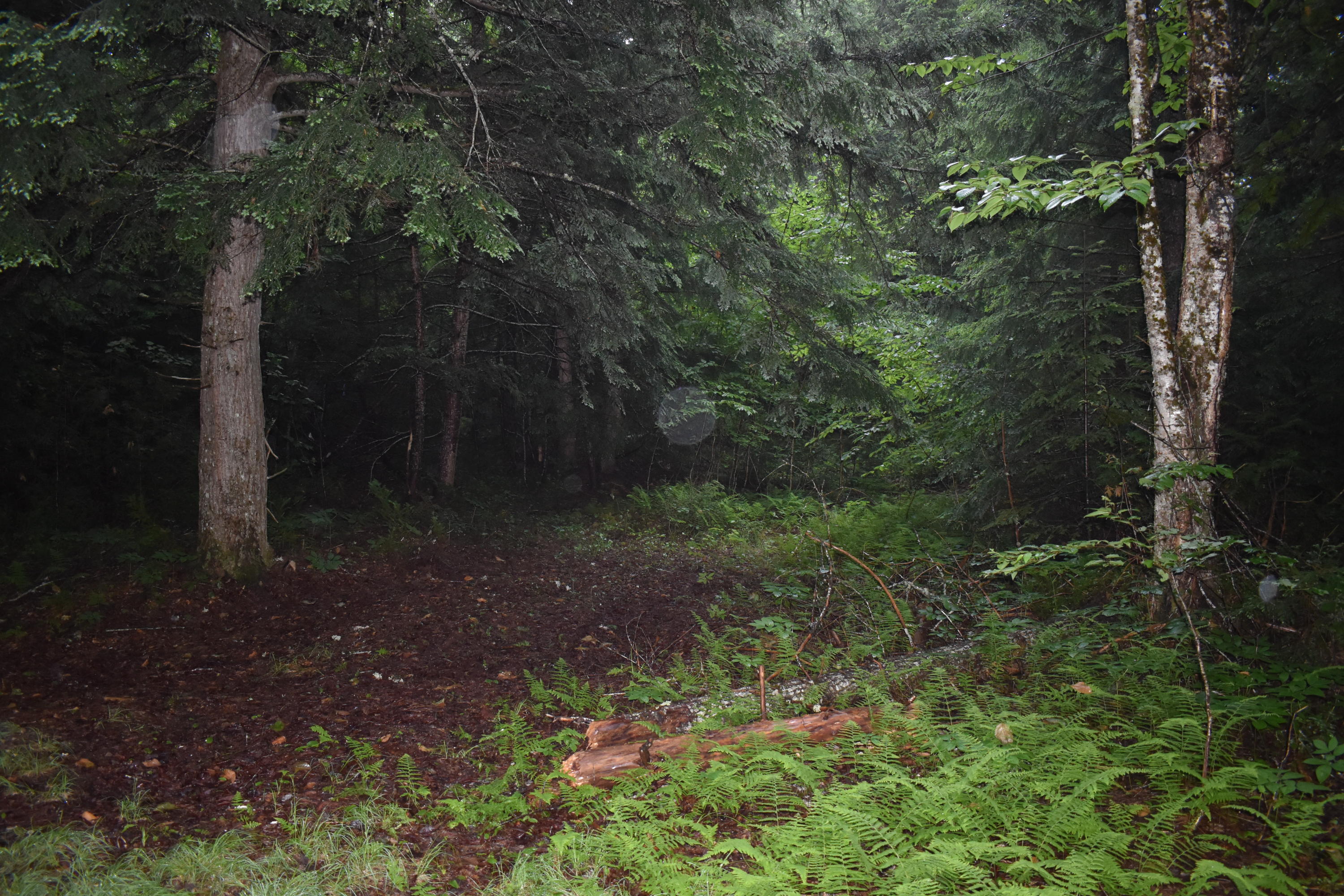Tbd Tbd Old South Road Lee, ME 04455 - Photo 6 of 12 DSC_0493