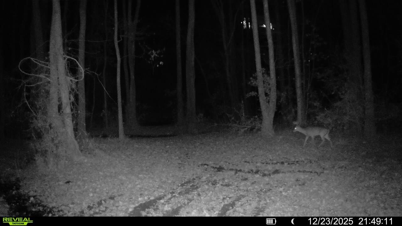 3135 Cox Road Sumter, SC 29154 - Photo 49 of 52 Trail Cam 2