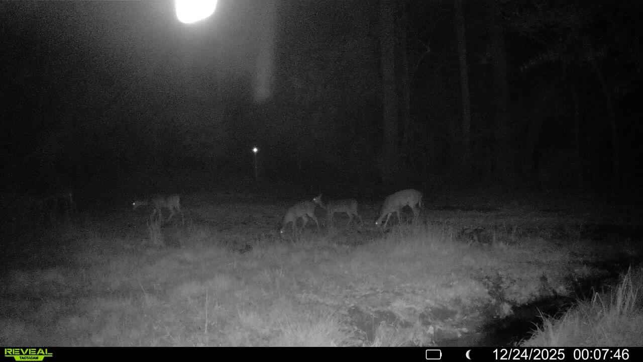 3135 Cox Road Sumter, SC 29154 - Photo 50 of 52 Trail Cam