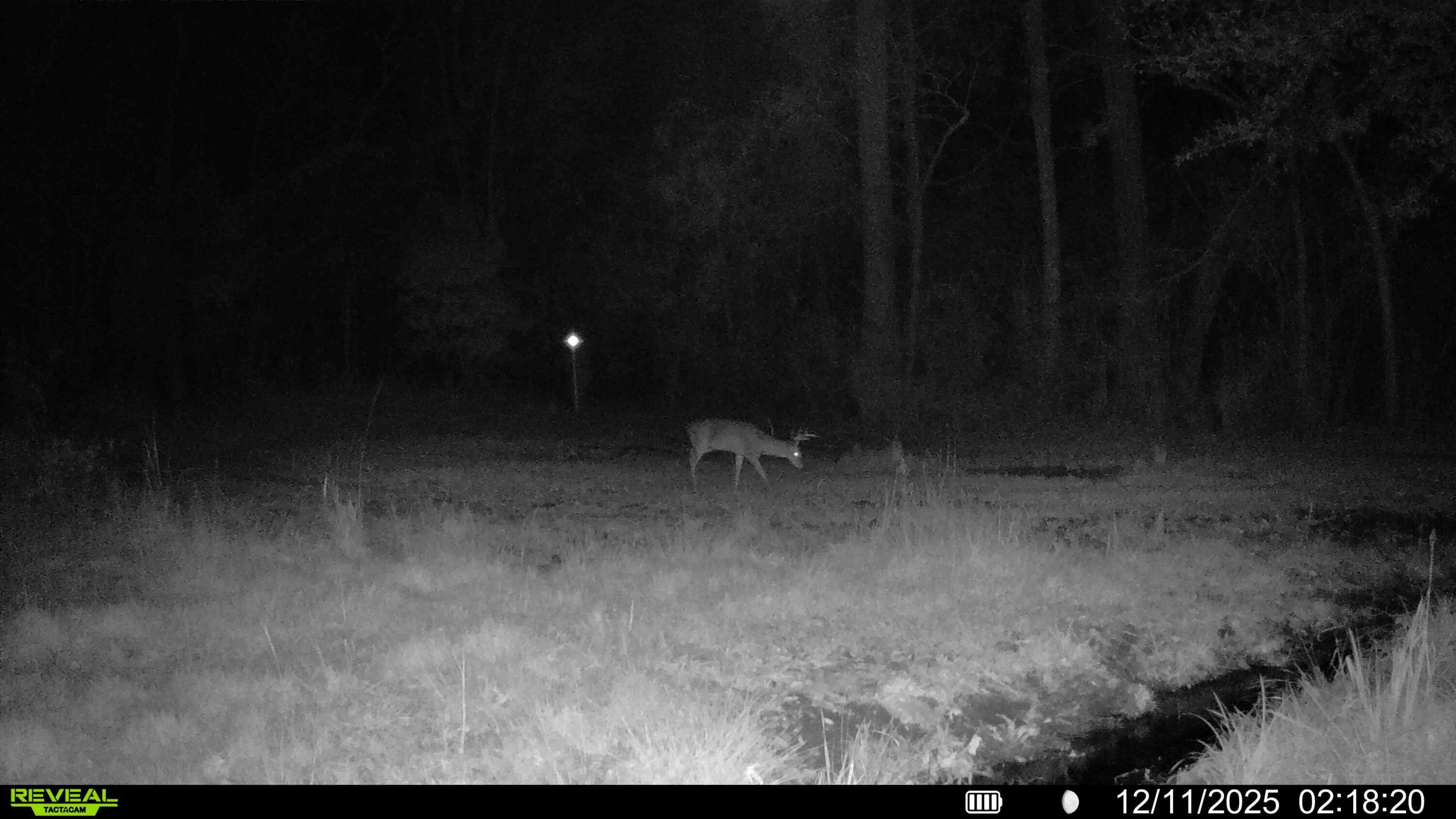 3135 Cox Road Sumter, SC 29154 - Photo 51 of 52 Trail Cam3