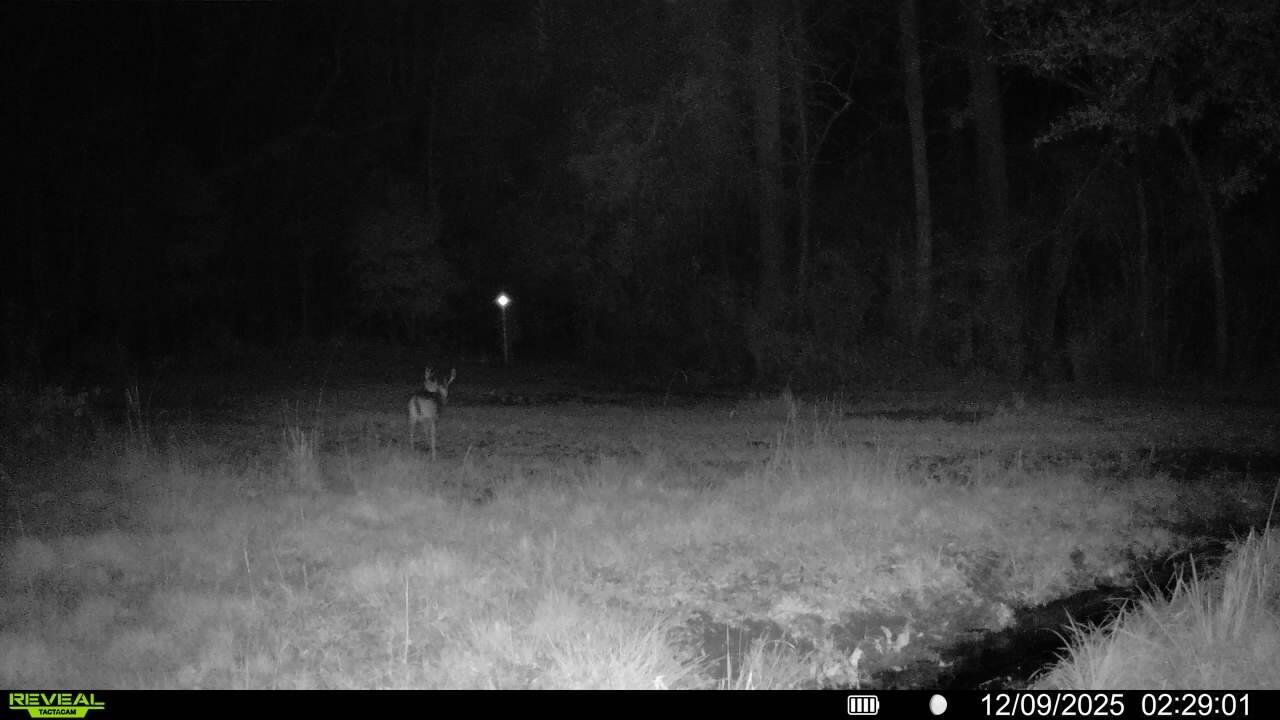 3135 Cox Road Sumter, SC 29154 - Photo 52 of 52 Trail Cam4