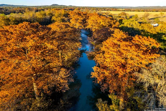 a view of a park with large trees