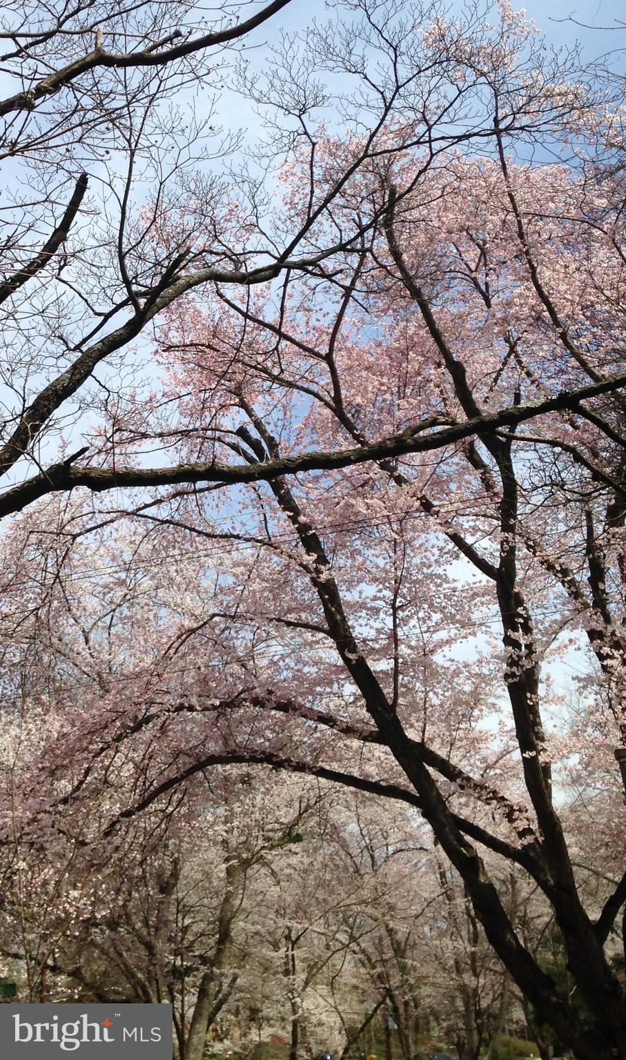 3941 Rickover Road Silver Spring, MD 20902 - Photo 3 of 5