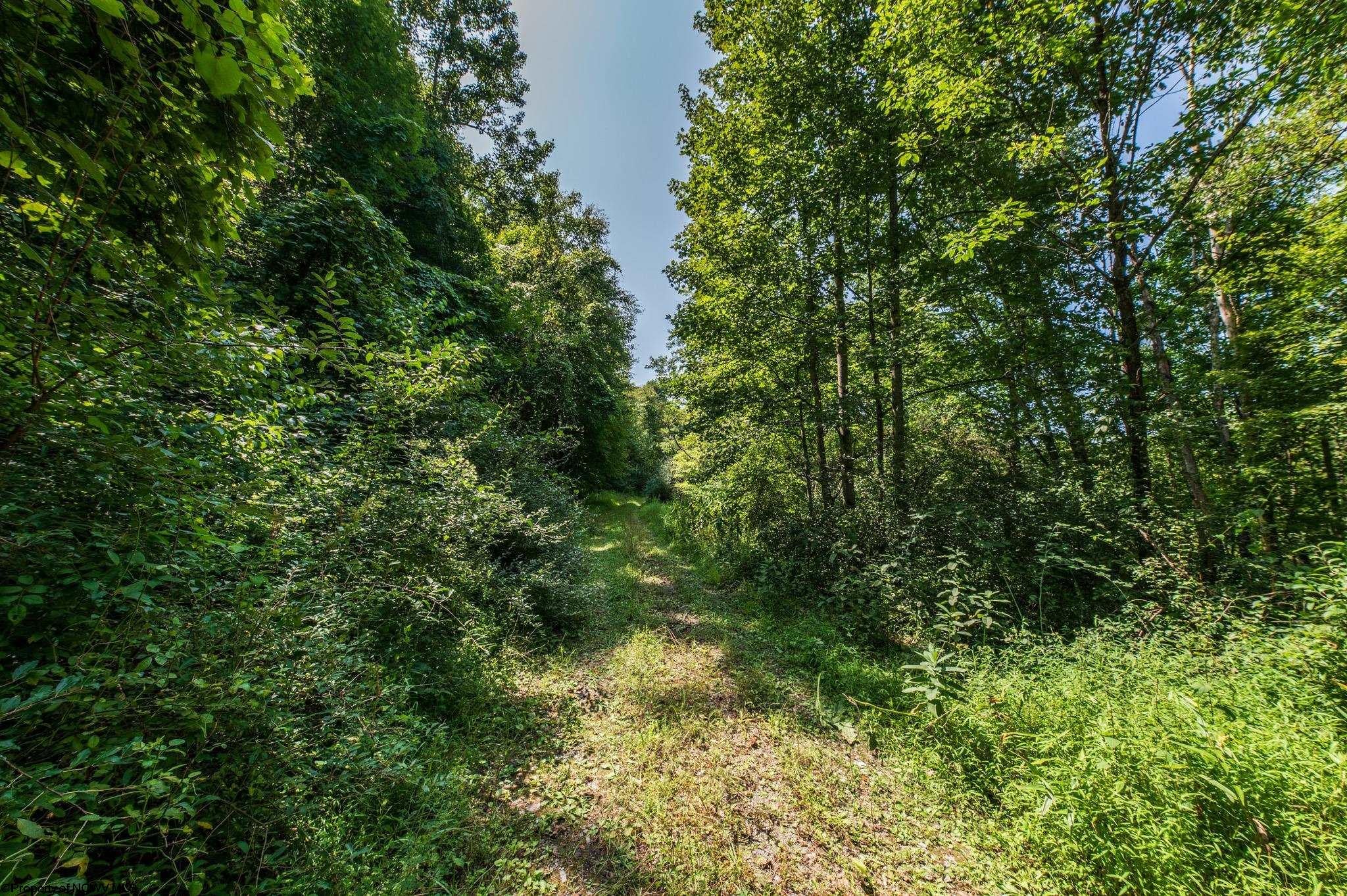 Tbd Beech Run Road Albright, WV 26519 - Photo 5 of 32 Gallery Image 5