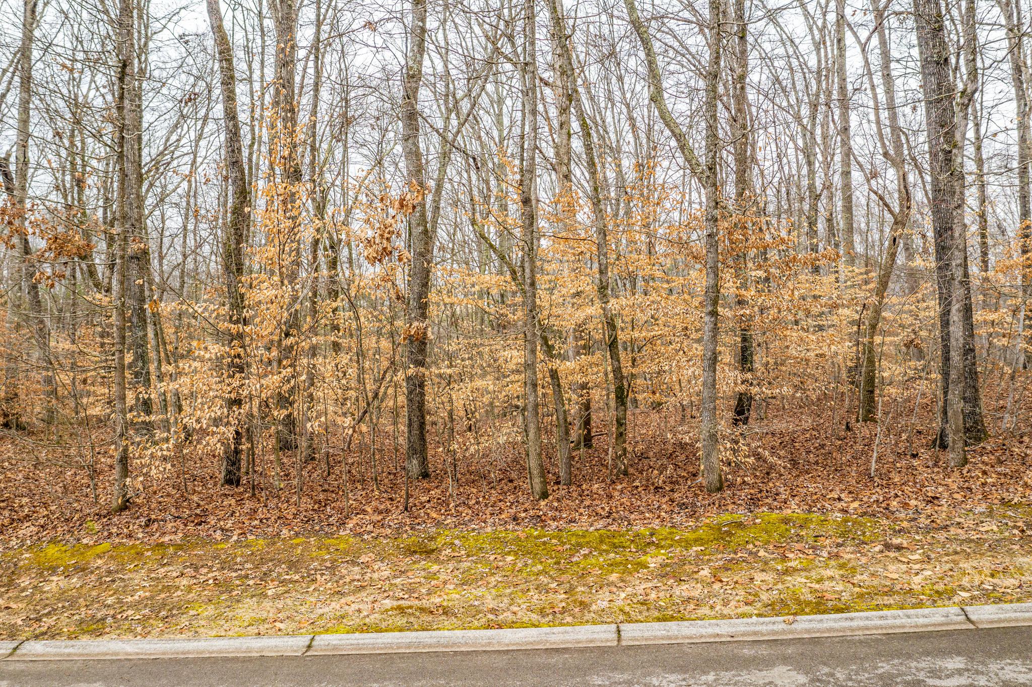 Lot 34 Blount Circle, Unit 34 Rutledge, TN 37861 - Photo 2 of 17 2