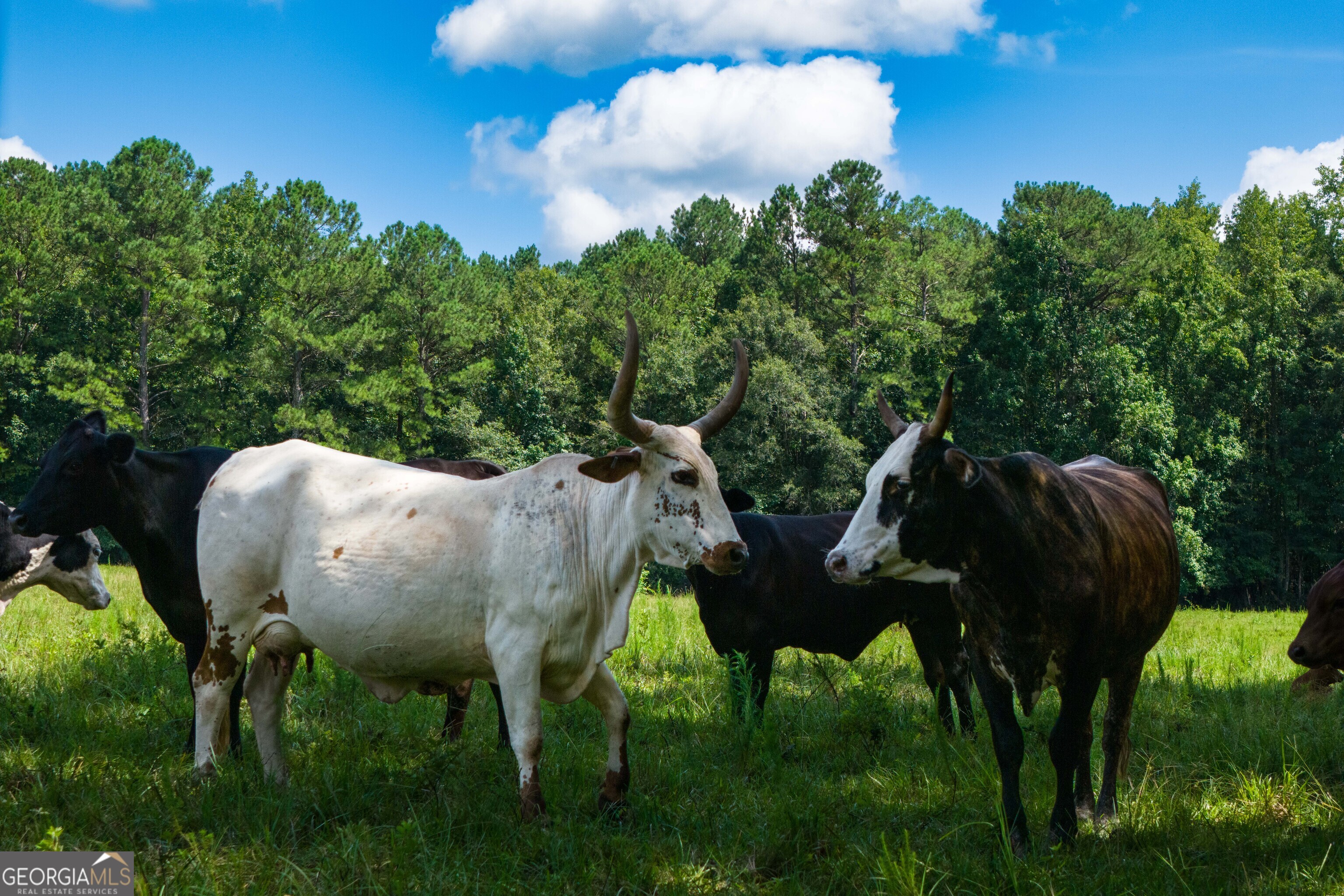 0 Hines Road Hogansville, GA 30230 - Photo 4 of 12