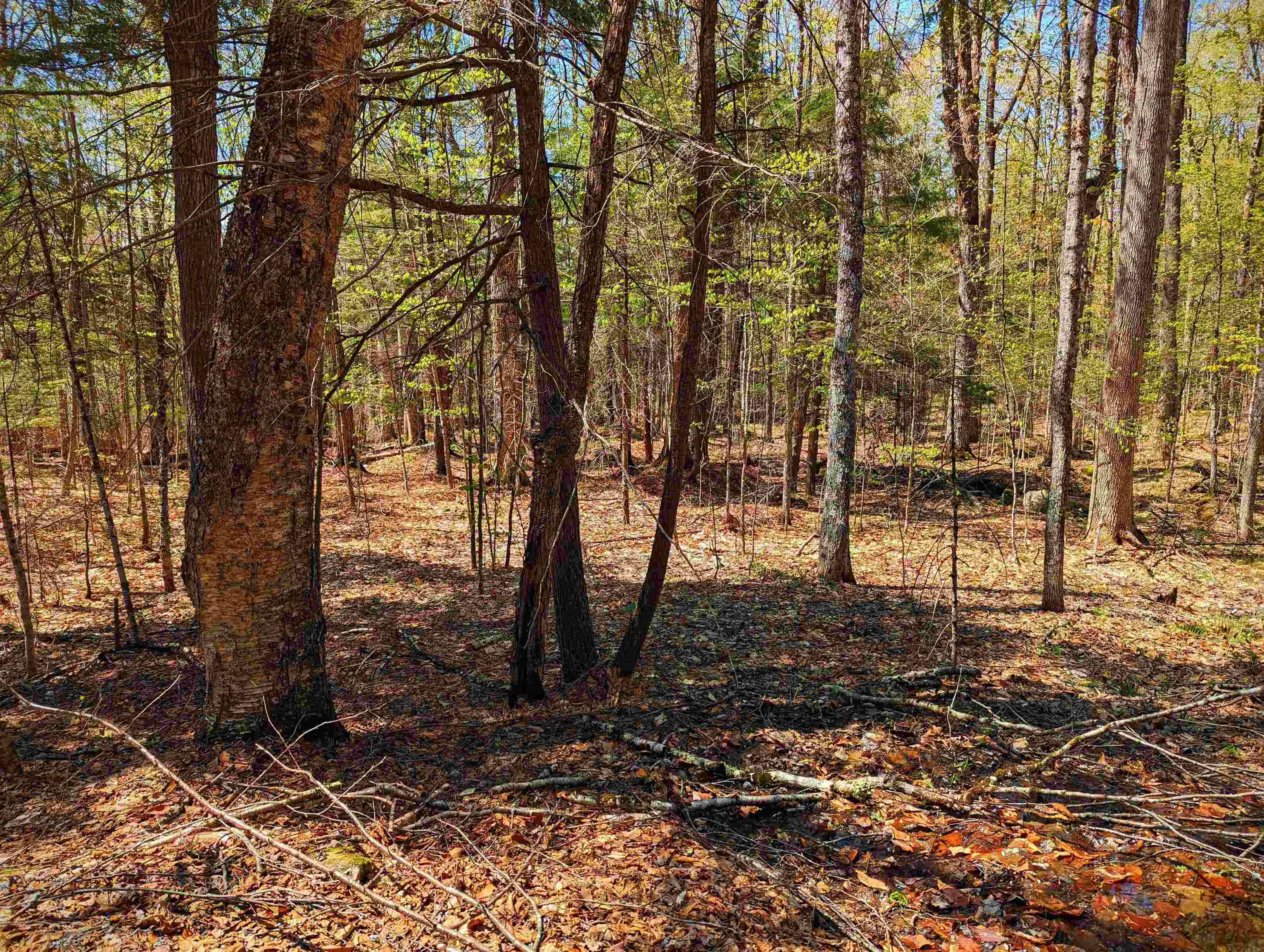 14 Catamount Road Grantham, NH 03753 - Photo 4 of 22