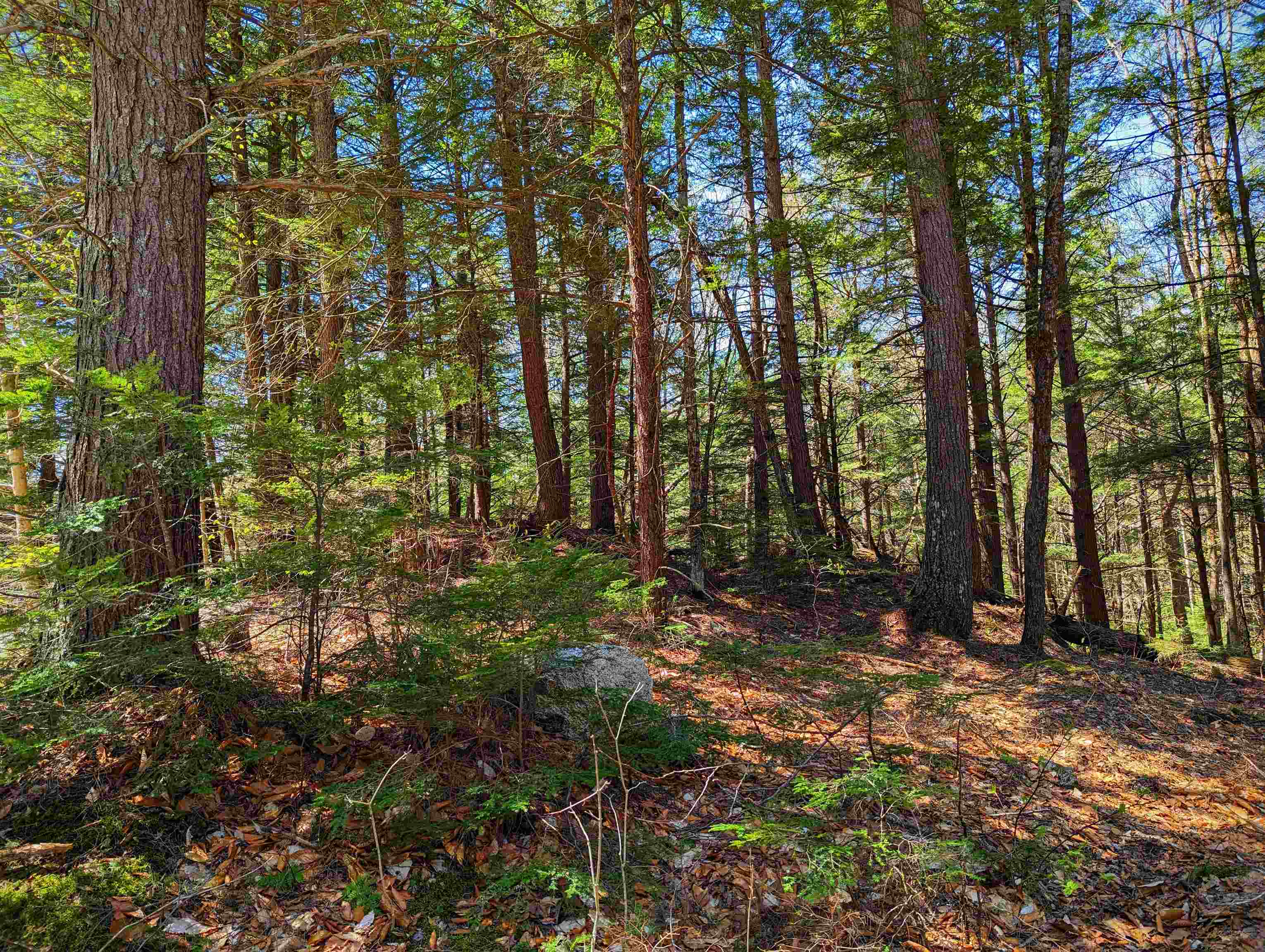 14 Catamount Road Grantham, NH 03753 - Photo 6 of 22