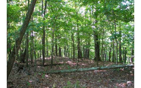 Lost Cabin Road Ellijay, GA 30536 - Photo 1 of 1 a view of outdoor space and green space