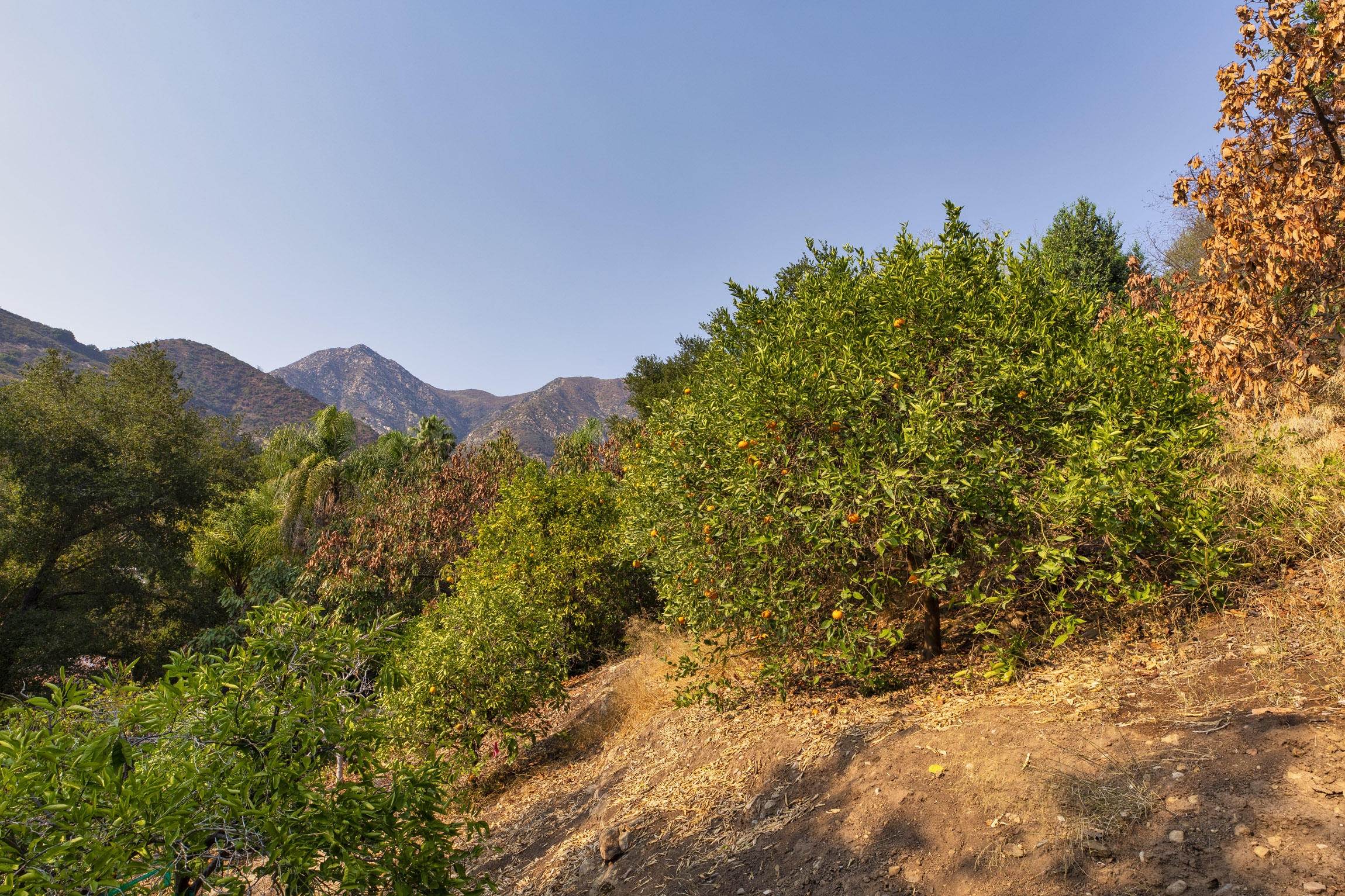 904 Toro Canyon Road Santa Barbara, CA 93108 - Photo 14 of 25 904 Toro Canyon_0012