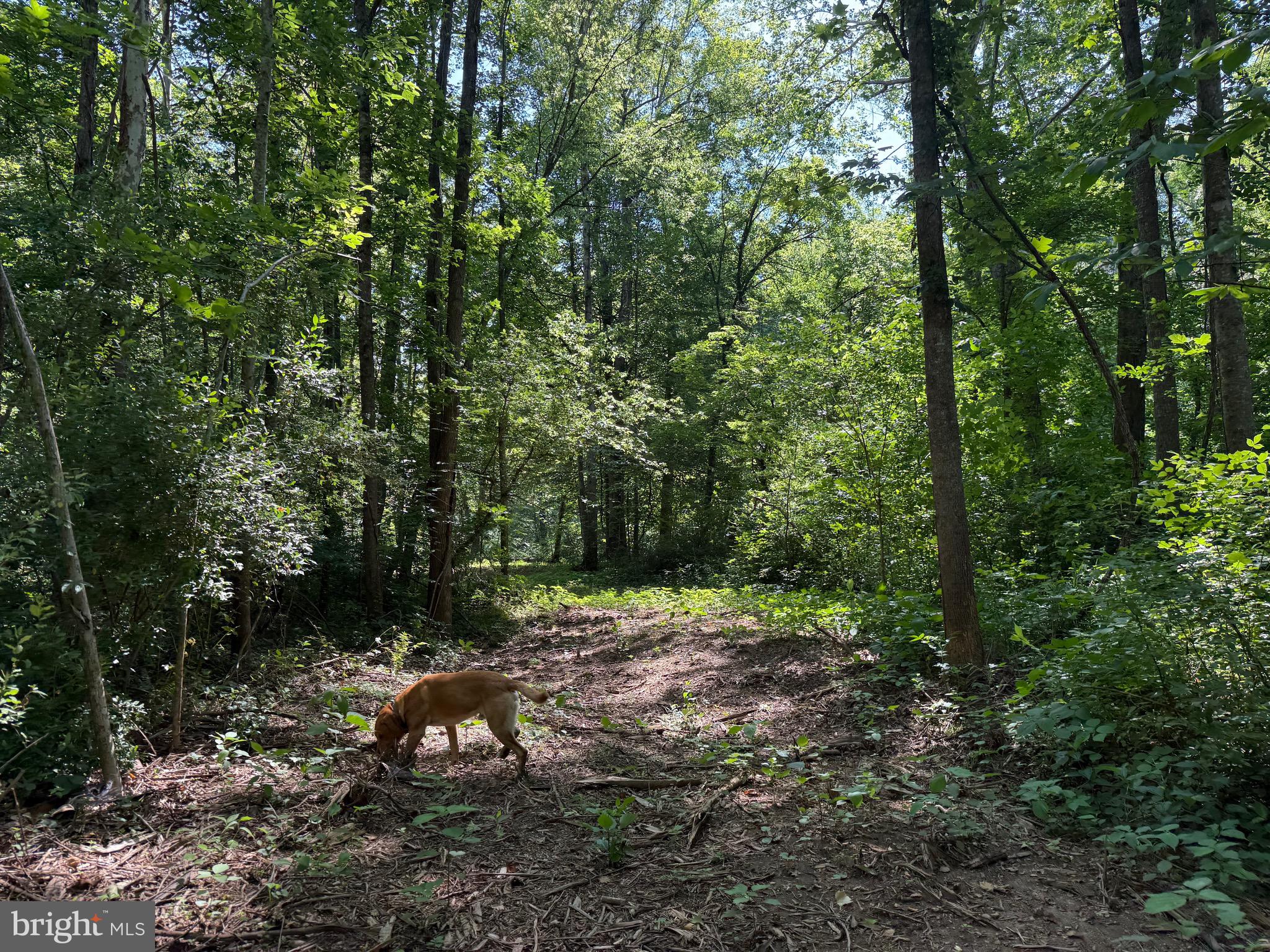 Tbd Hollywood Road Appomattox, VA 24522 - Photo 24 of 32