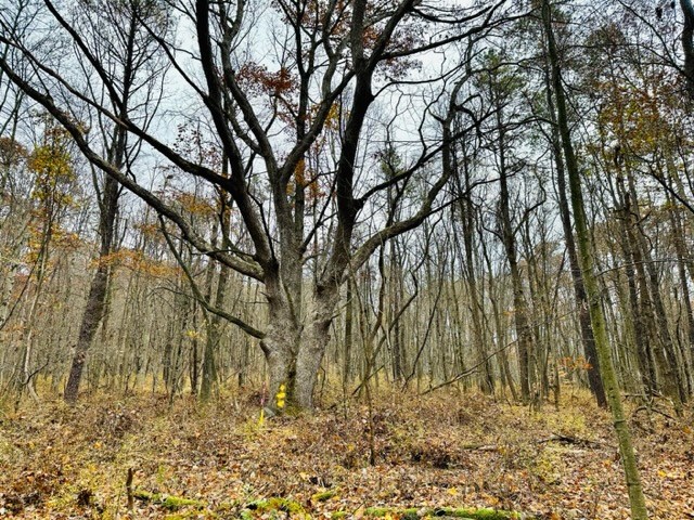 0 Metz Rd Street Parker, PA 16049 - Photo 2 of 8