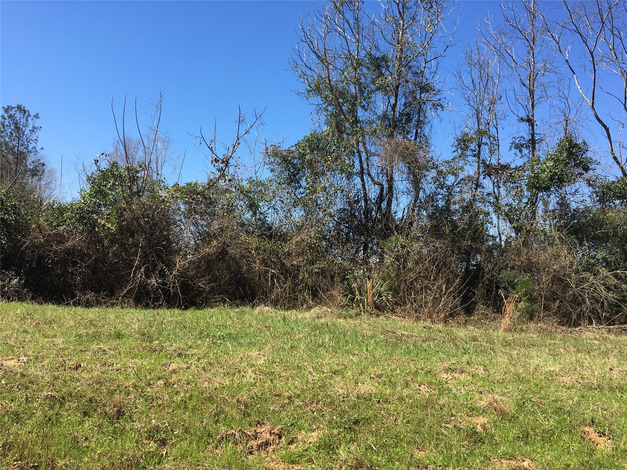 Lot 15 County Road 175 Garrison, TX 75946 - Photo 1 of 6 a view of backyard with green space