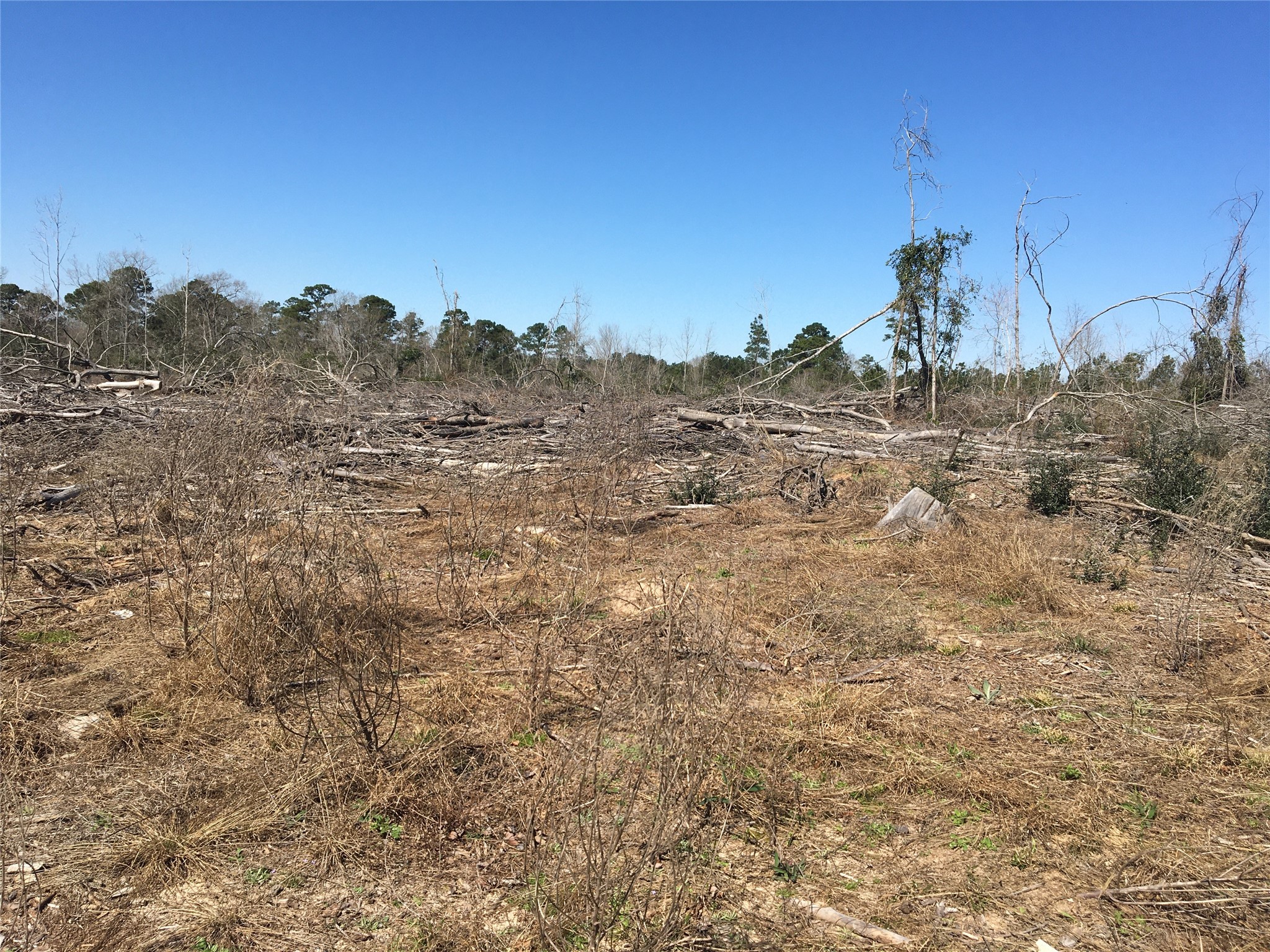 Lot 15 County Road 175 Garrison, TX 75946 - Photo 4 of 6 a view of a field