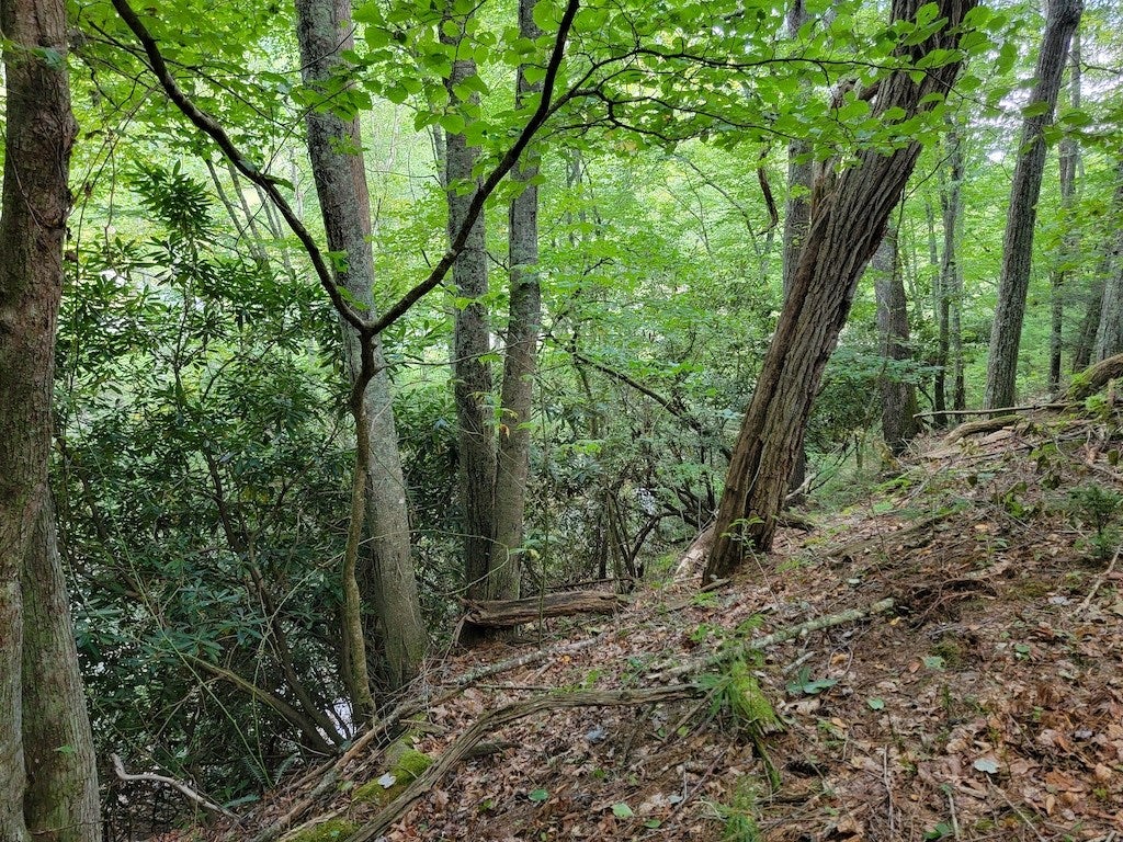 Tbd York Ridge Road Mouth Of Wilson, VA 24363 - Photo 11 of 28 Gallery Image 11