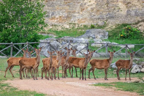 $4,200,000 | 370 Fallow Run Road, Hunt, TX 78024