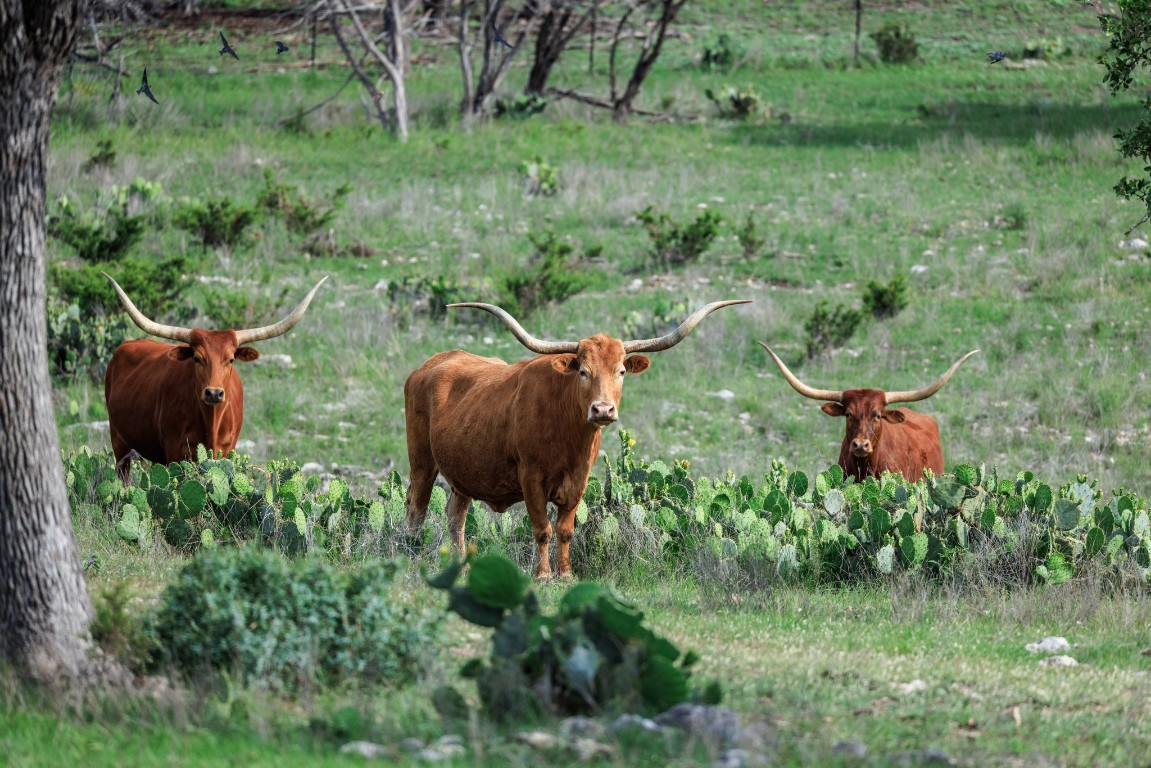 370 Fallow Run Road Hunt, TX 78024 - Photo 38 of 40