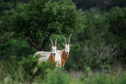 $4,200,000 | 370 Fallow Run Road, Hunt, TX 78024