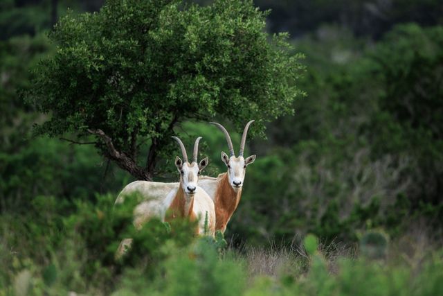 $4,200,000 | 370 Fallow Run Road, Hunt, TX 78024