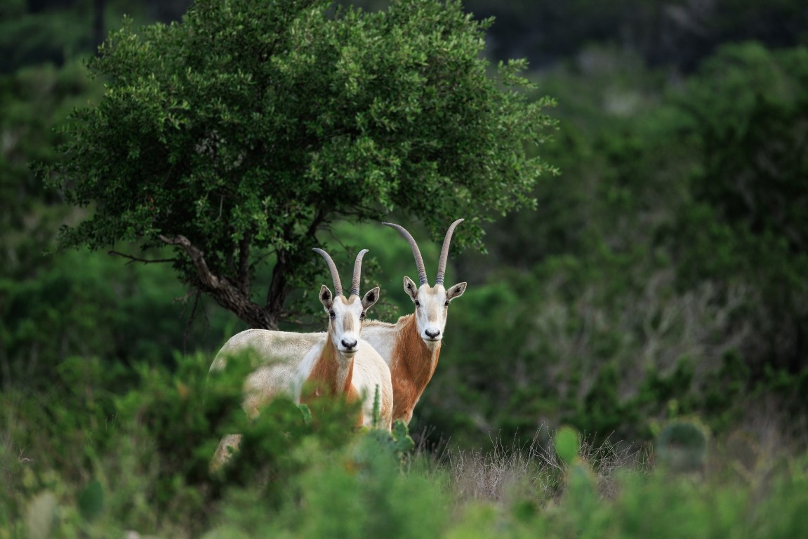 370 Fallow Run Road Hunt, TX 78024 - Photo 6 of 40