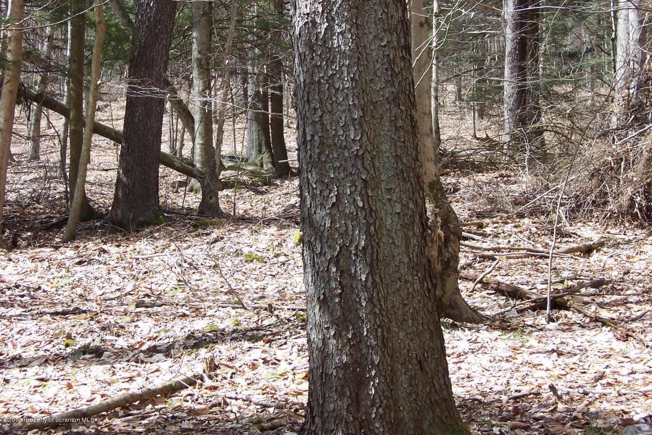 0 Wilcox Road Montrose, PA 18801 - Photo 10 of 12 a view of a trees with a tree