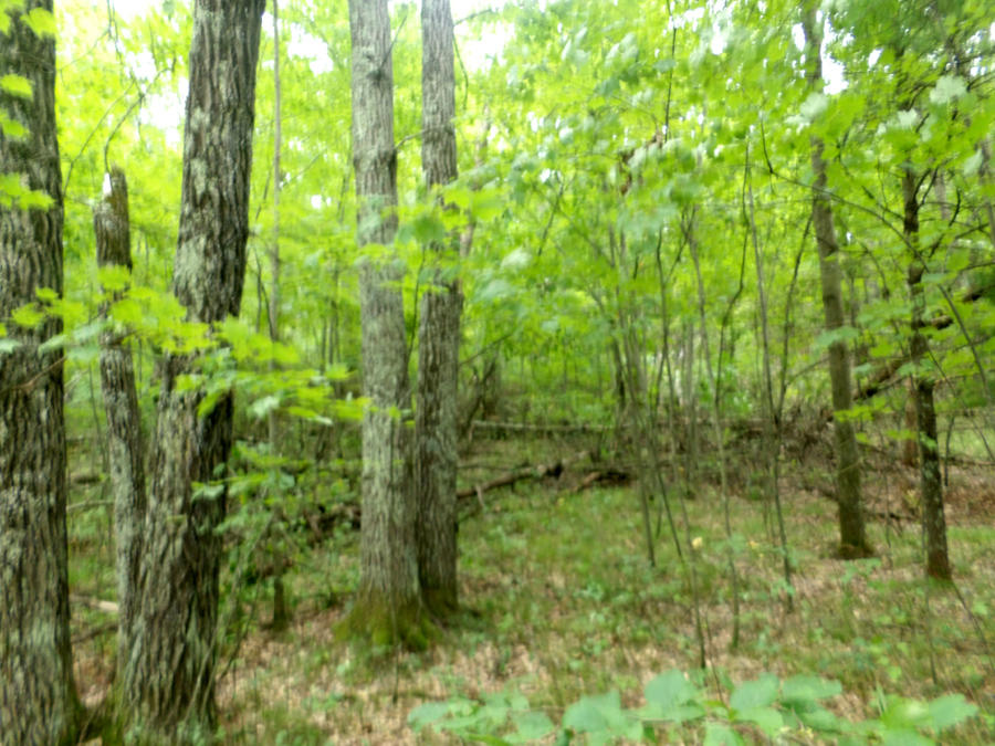 Lot 27 Balsam Lake Road Crivitz, WI 54114 - Photo 1 of 1 Wooded