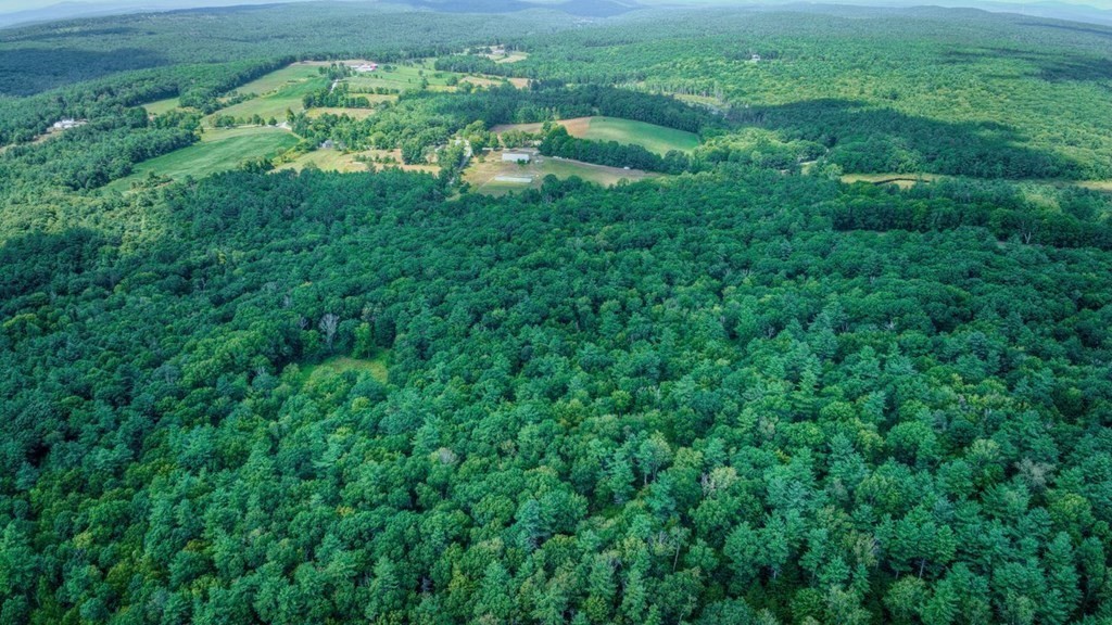 204 East Street Petersham, MA 01366 - Photo 7 of 13 a view of a lush green forest with lots of trees