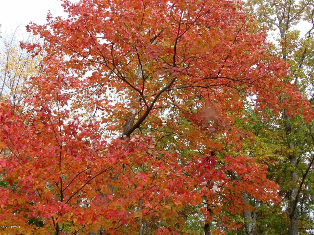 Lot 6.82 Lenni Lenape Road Narrowsburg, NY 12764 - Photo 9 of 17