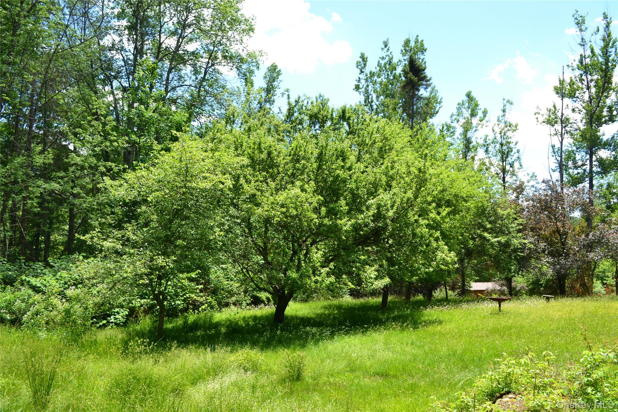 549 Gavette Road Roscoe, NY 12776 - Photo 25 of 26 Remnants of apple orchard