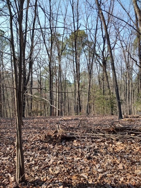 0 Banks Chapel Road Ranger, GA 30734 - Photo 7 of 15 Gallery Image 7