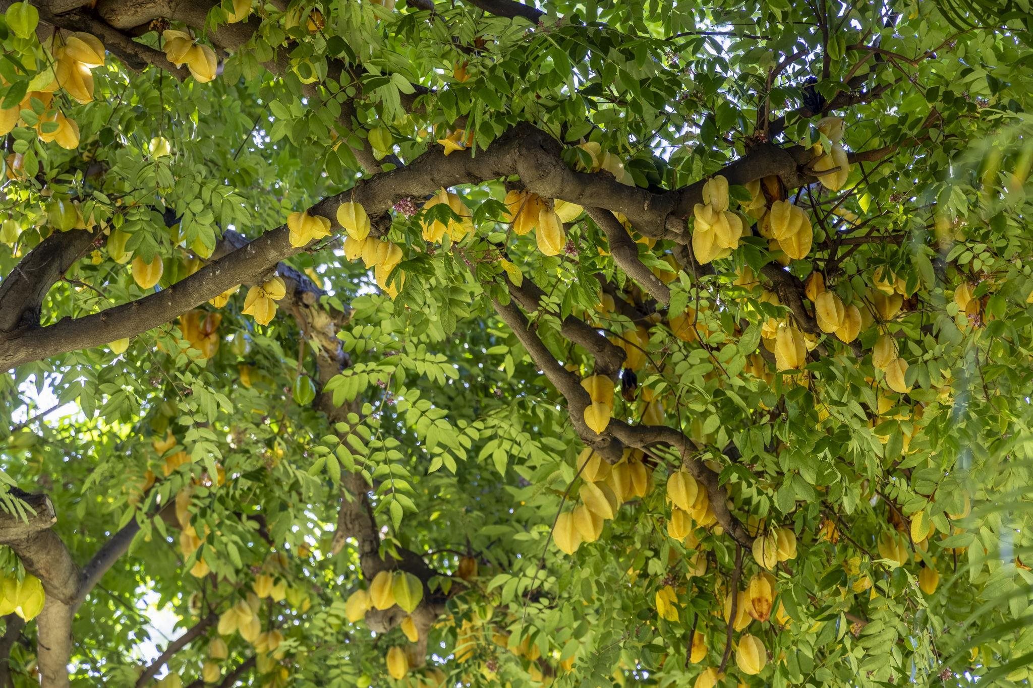2495 South Kihei Road, Unit 120 Kihei, HI 96753 - Photo 31 of 40 a view of a tree