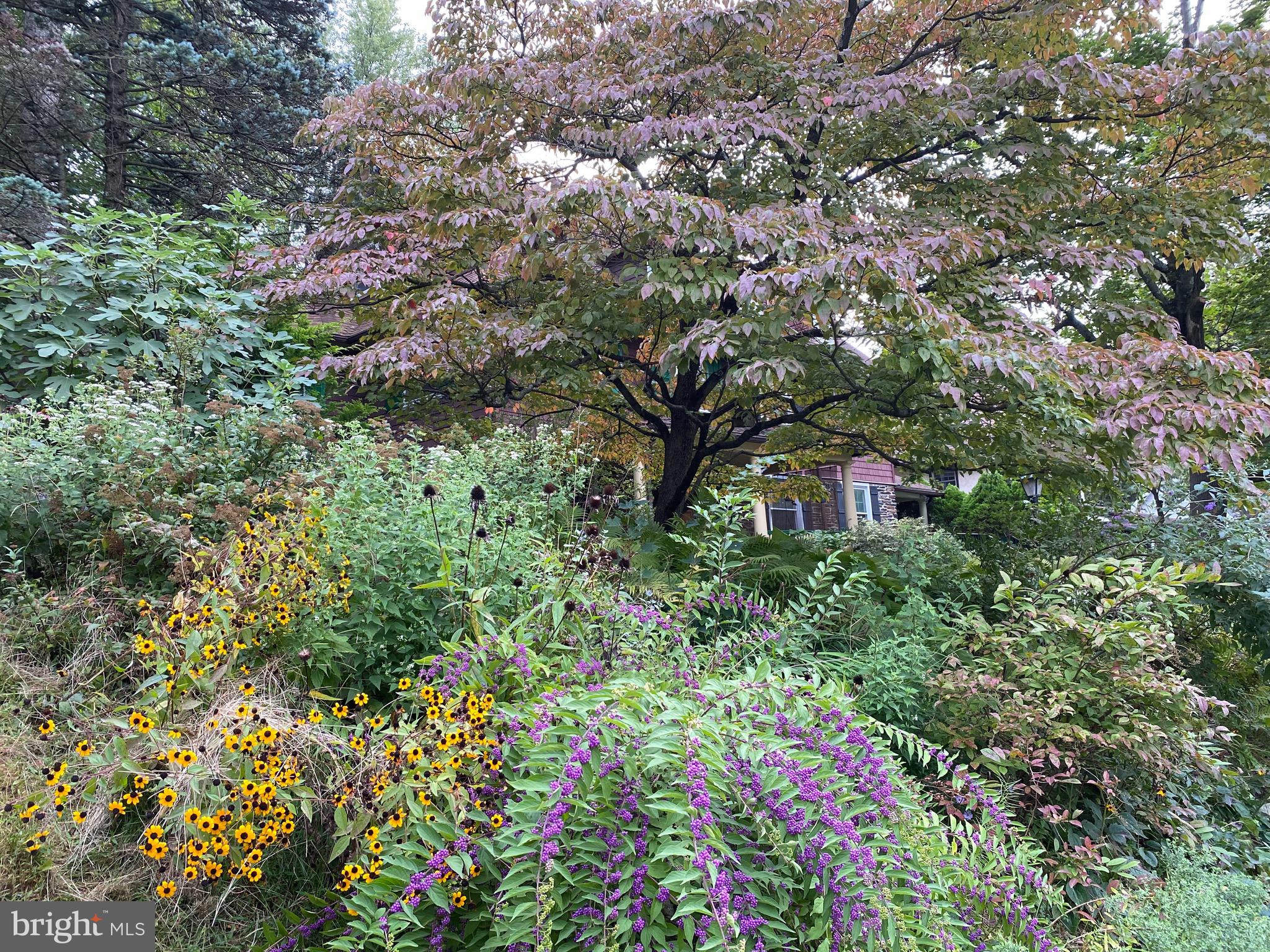 Front garden area