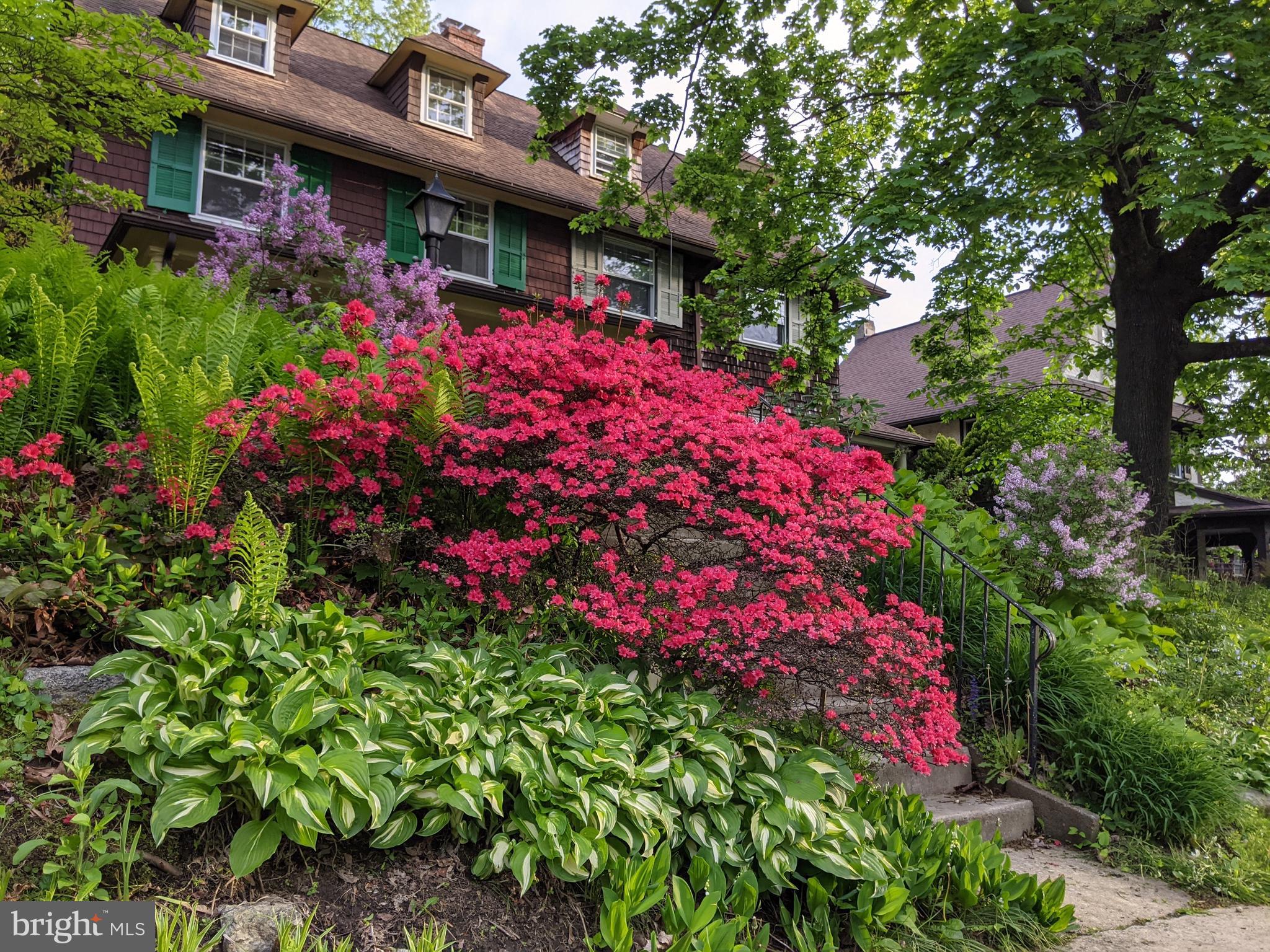 Front garden area in Spring