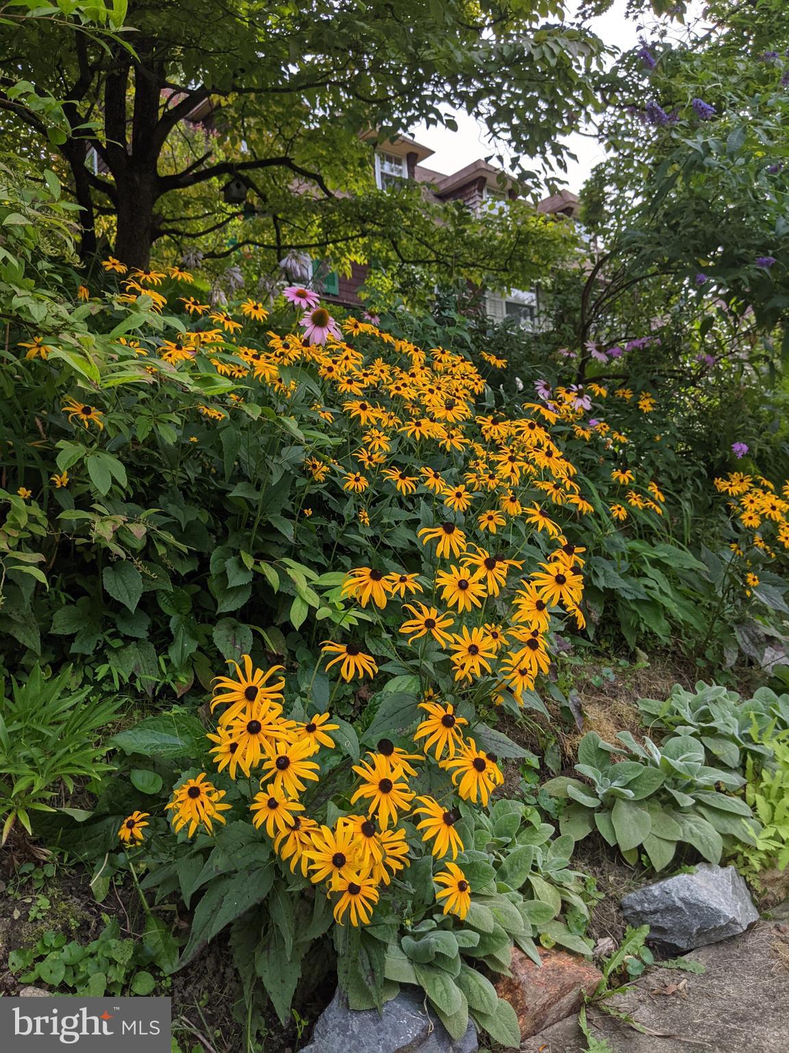 Front garden area