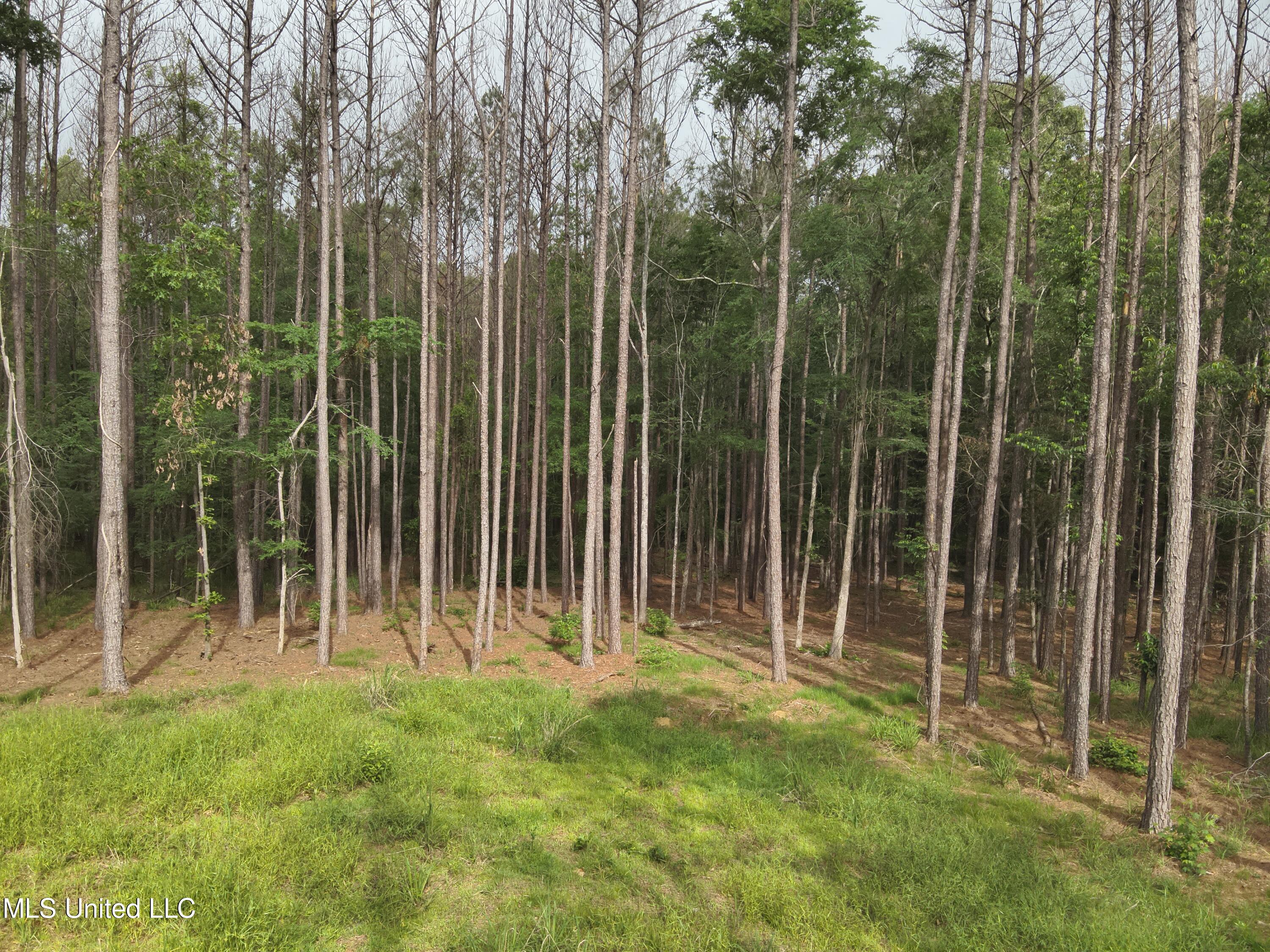 303 Pearl River Church Road Canton, MS 39046 - Photo 6 of 11 DJI_20240506092808_0013_V